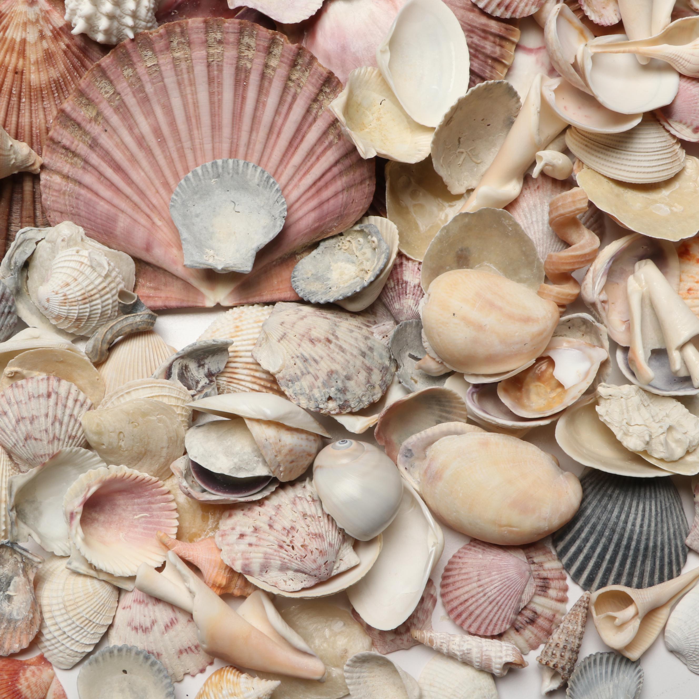Lightning Whelks, Sand Dollars, Olivine and More Natural Seashell Specimens