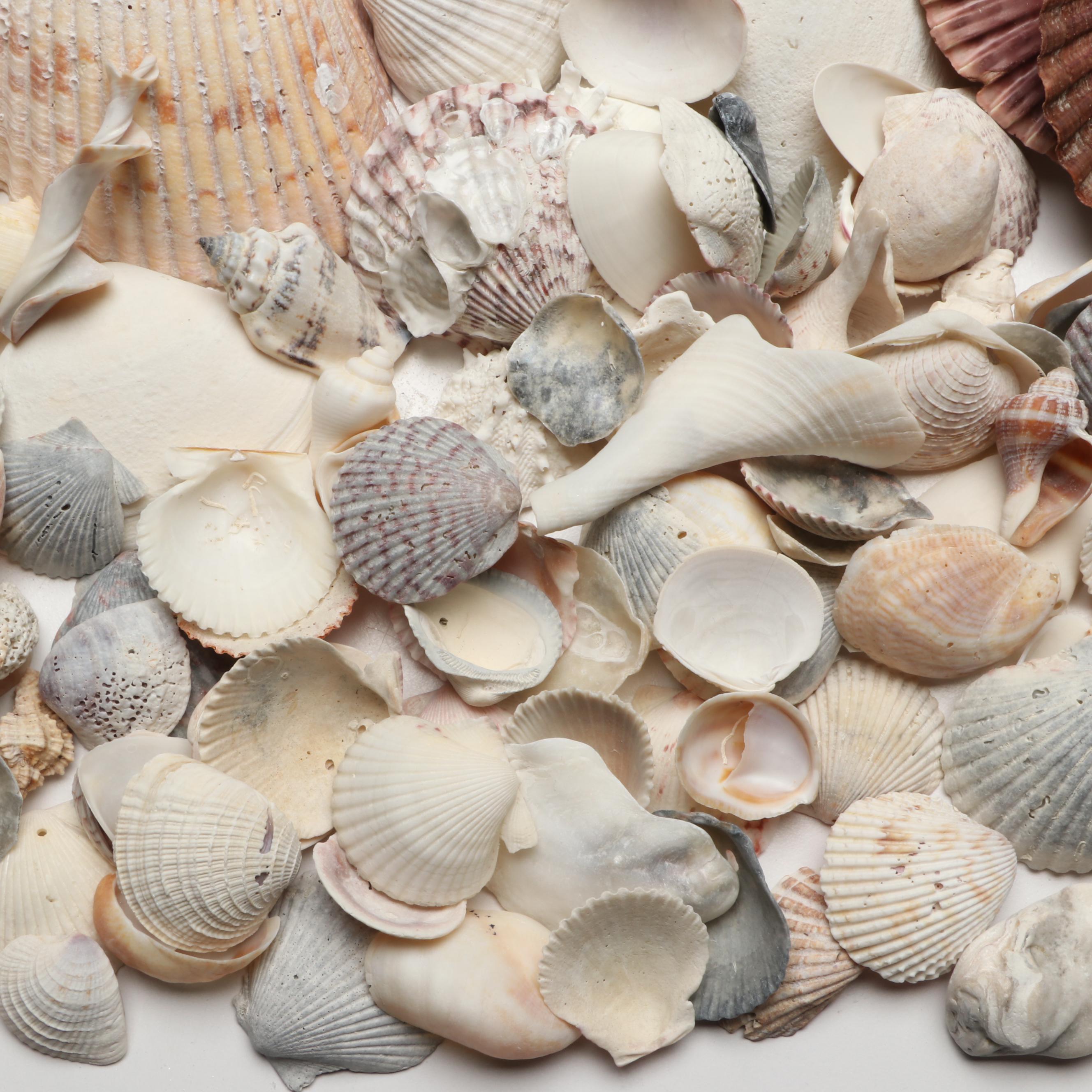 Lightning Whelks, Sand Dollars, Olivine and More Natural Seashell Specimens