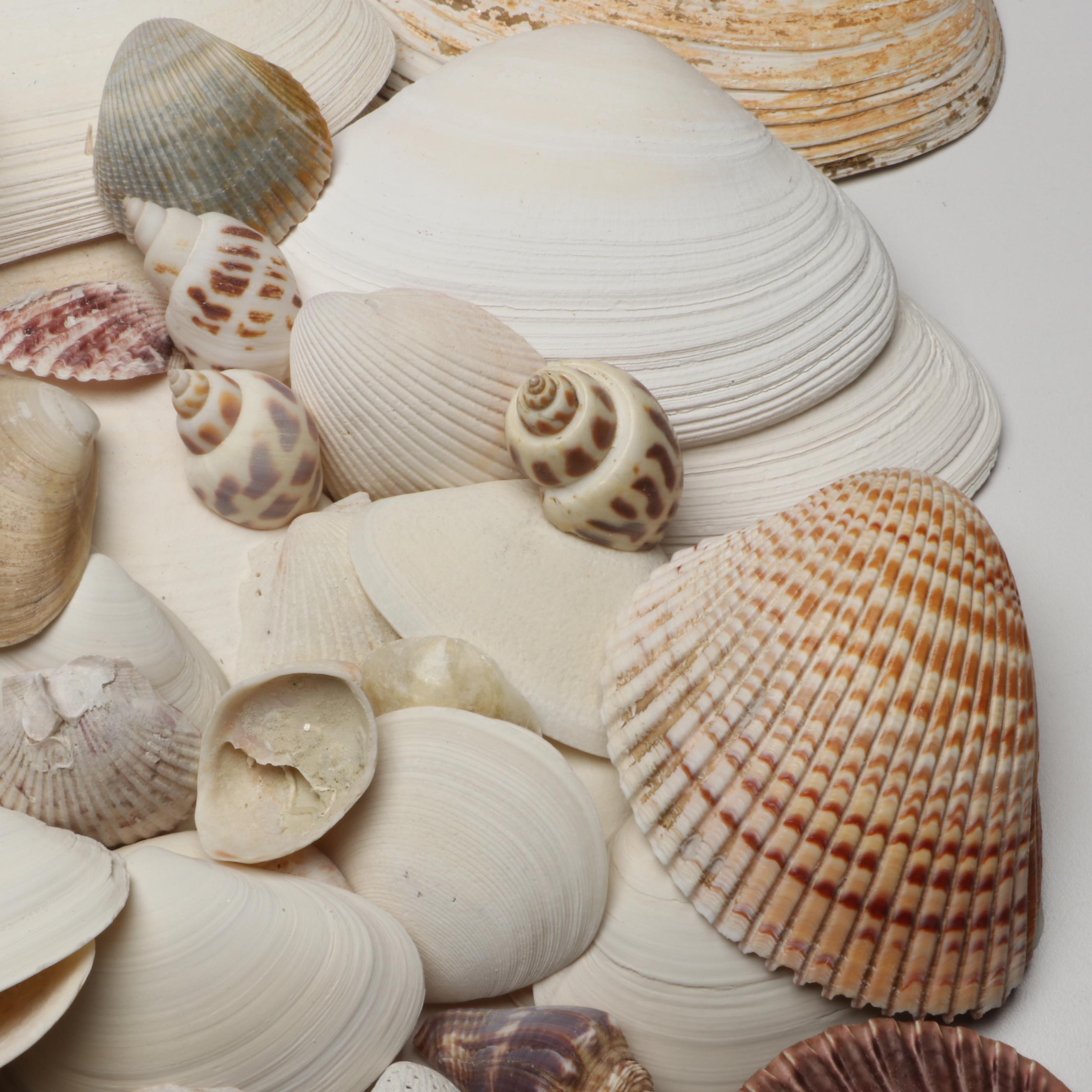 Lightning Whelks, Sand Dollars, Olivine and More Natural Seashell Specimens