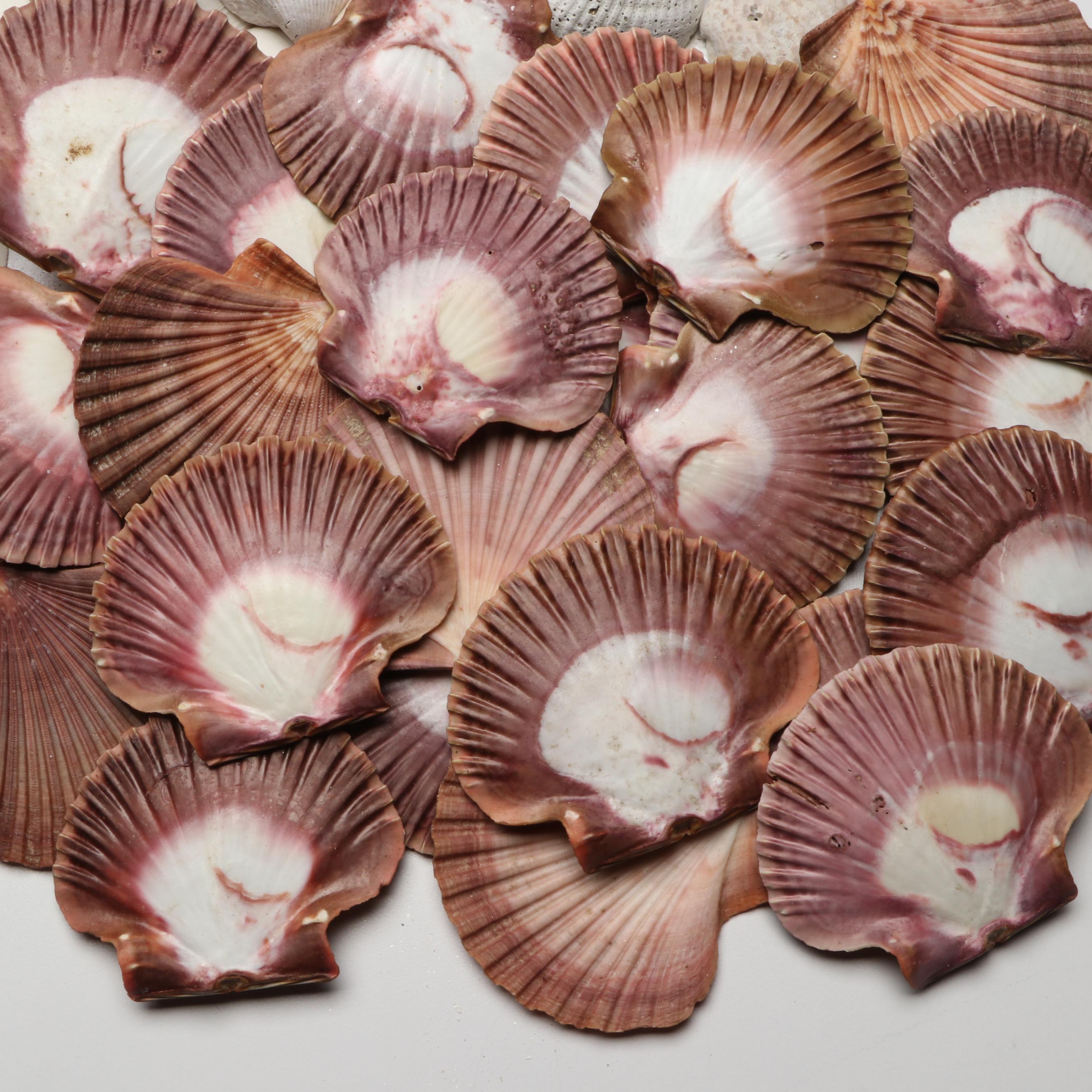 Lightning Whelks, Sand Dollars, Olivine and More Natural Seashell Specimens