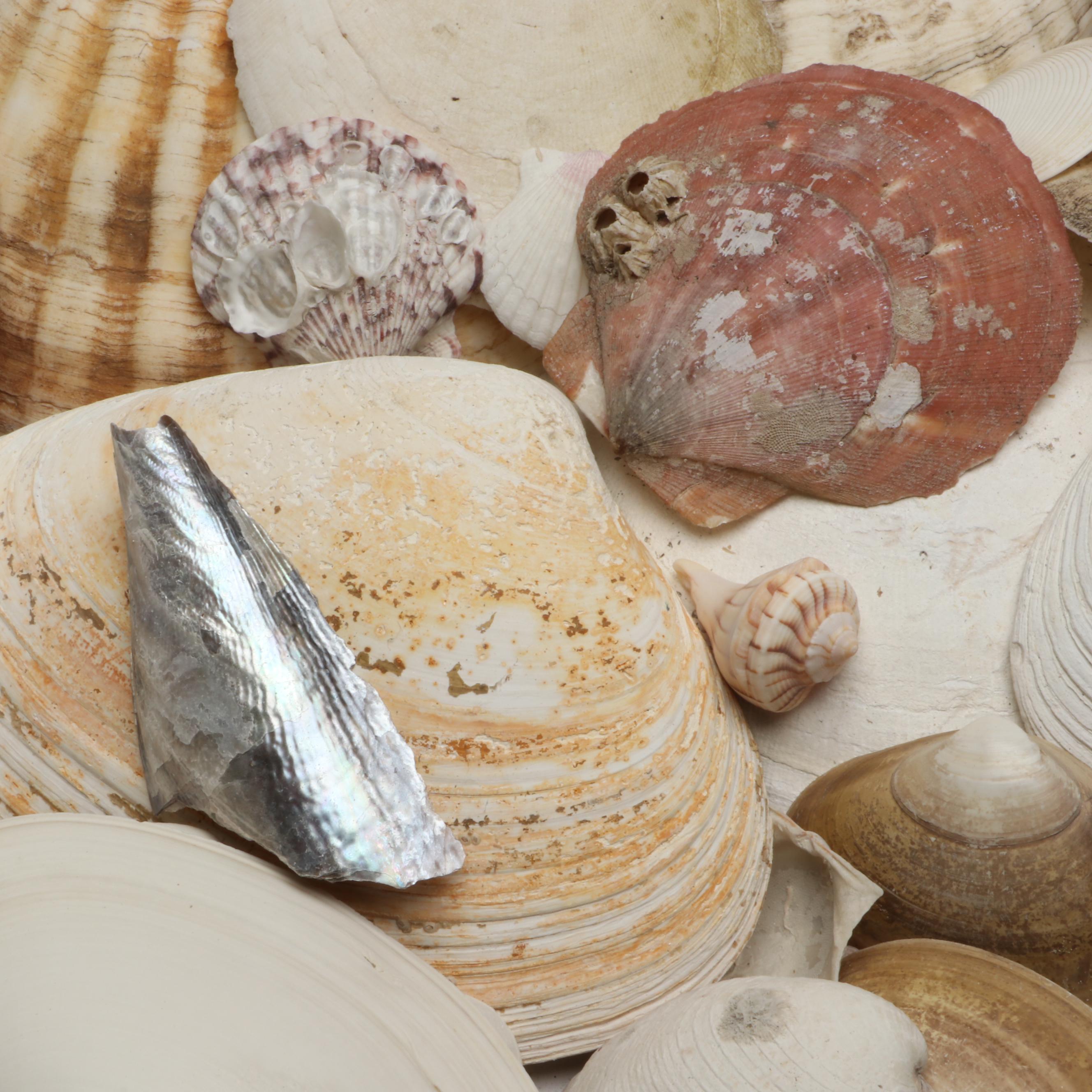 Lightning Whelks, Sand Dollars, Olivine and More Natural Seashell Specimens