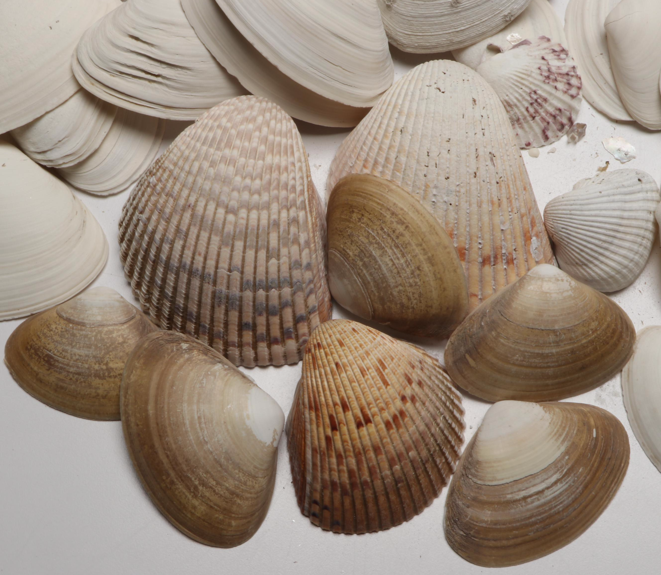 Lightning Whelks, Sand Dollars, Olivine and More Natural Seashell Specimens