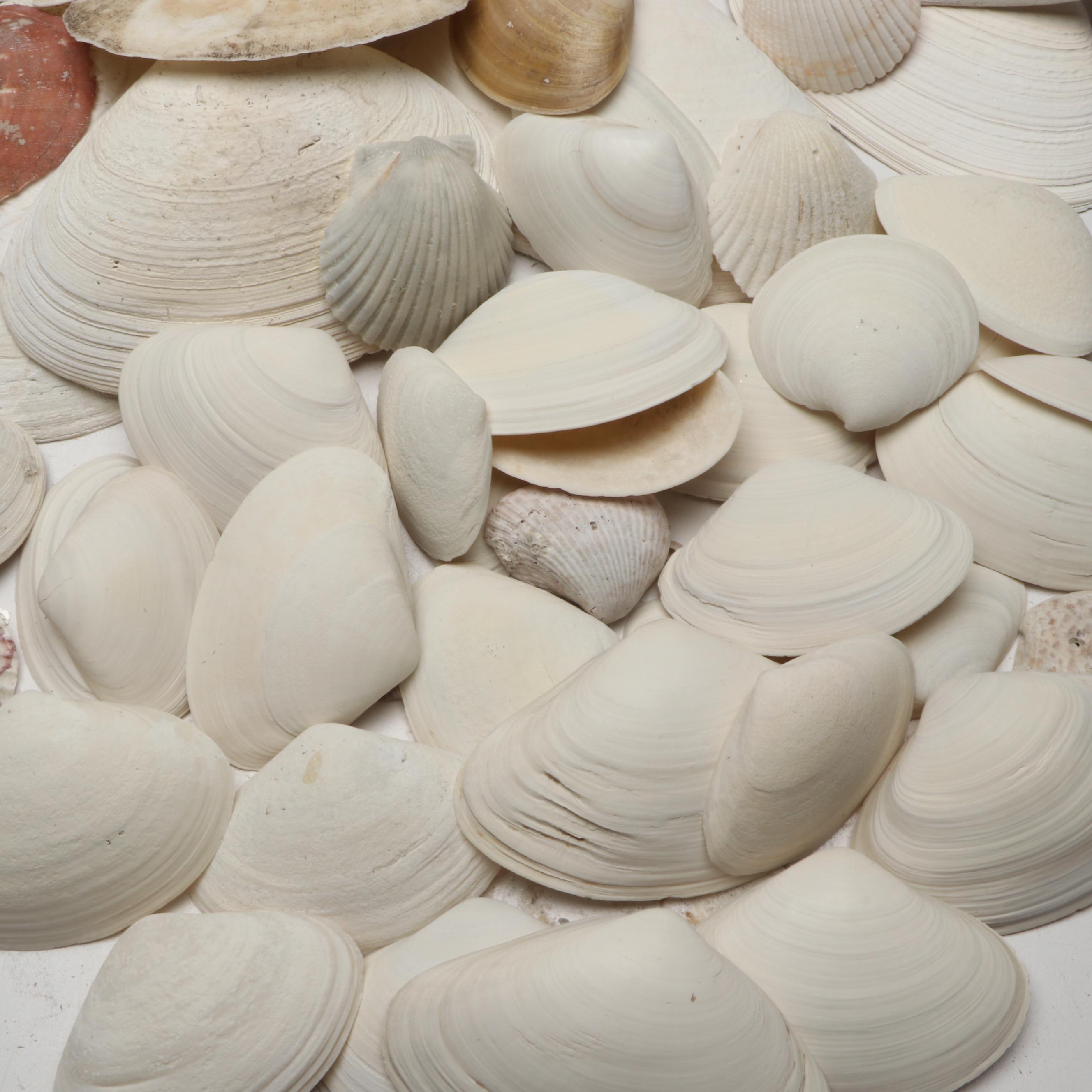 Lightning Whelks, Sand Dollars, Olivine and More Natural Seashell Specimens