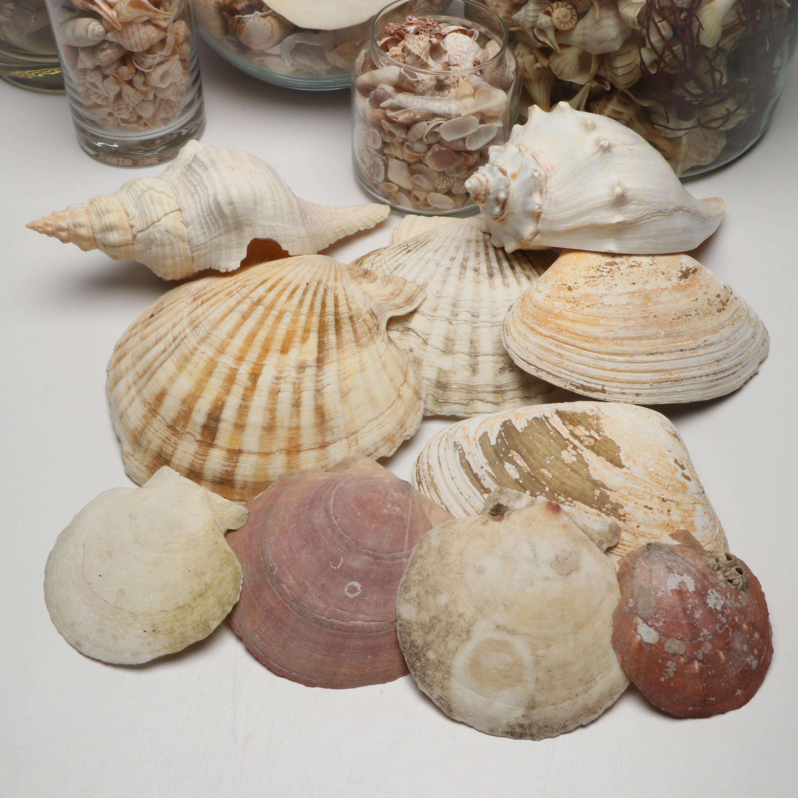 Lightning Whelks, Sand Dollars, Olivine and More Natural Seashell Specimens