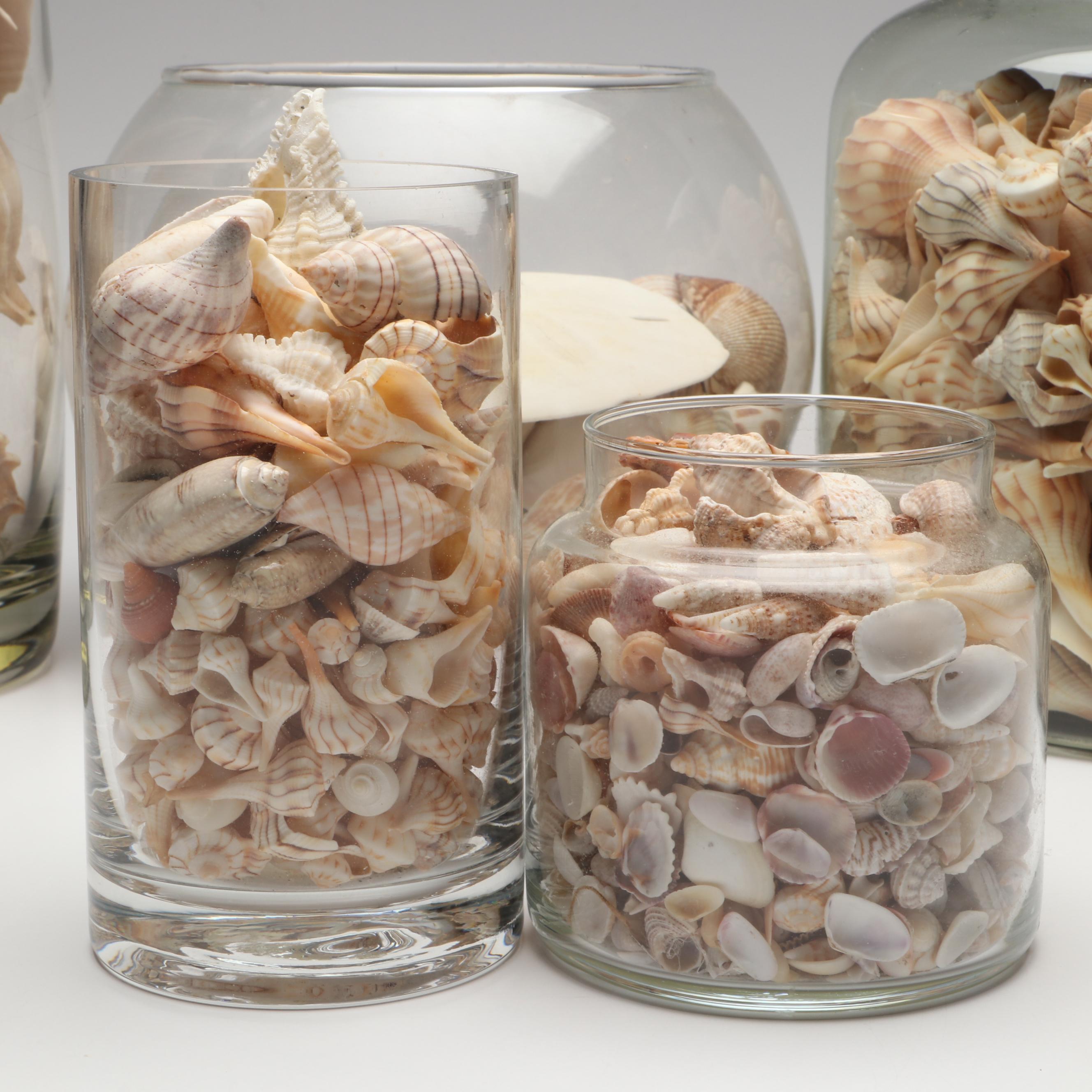 Lightning Whelks, Sand Dollars, Olivine and More Natural Seashell Specimens