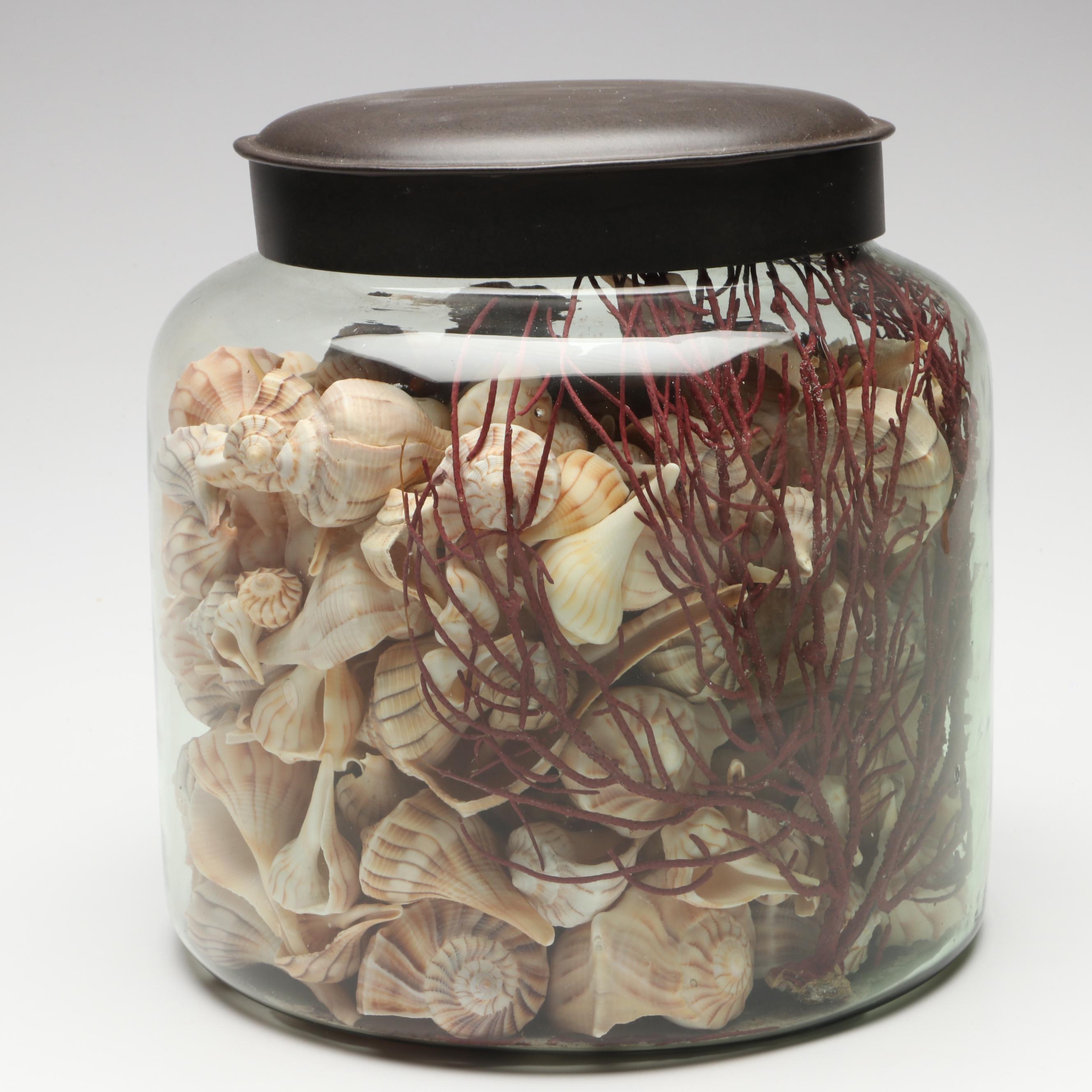 Lightning Whelks, Sand Dollars, Olivine and More Natural Seashell Specimens