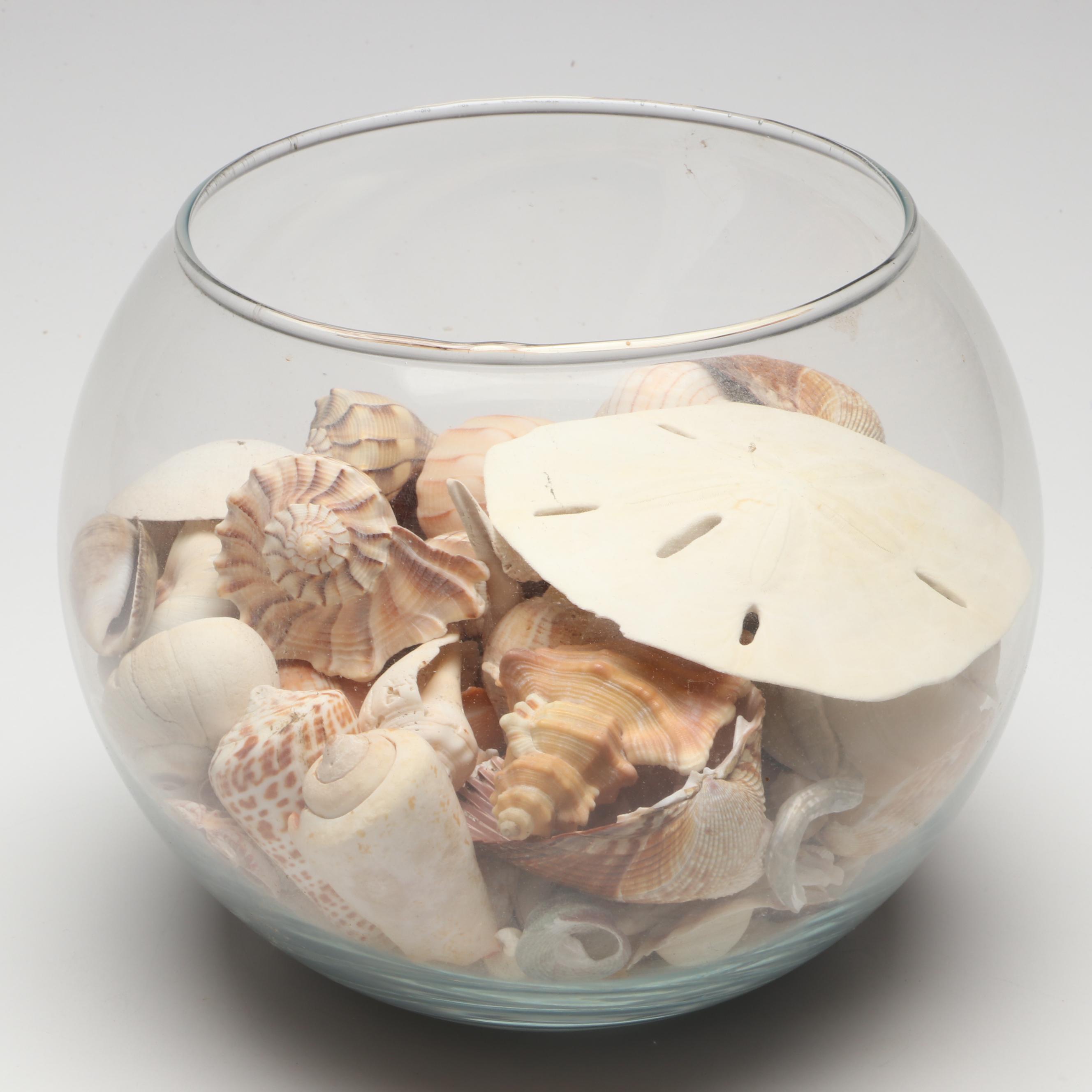 Lightning Whelks, Sand Dollars, Olivine and More Natural Seashell Specimens