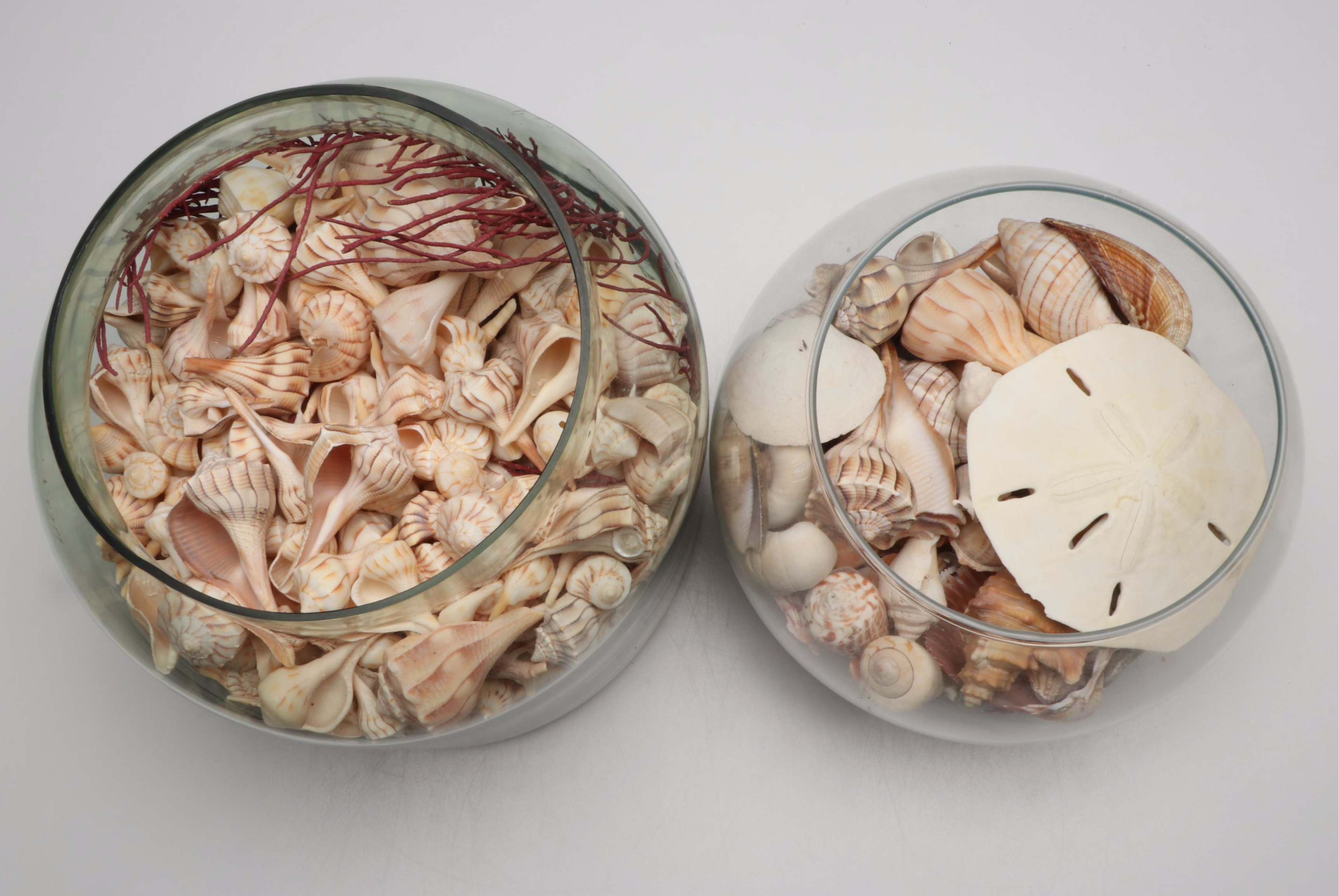 Lightning Whelks, Sand Dollars, Olivine and More Natural Seashell Specimens
