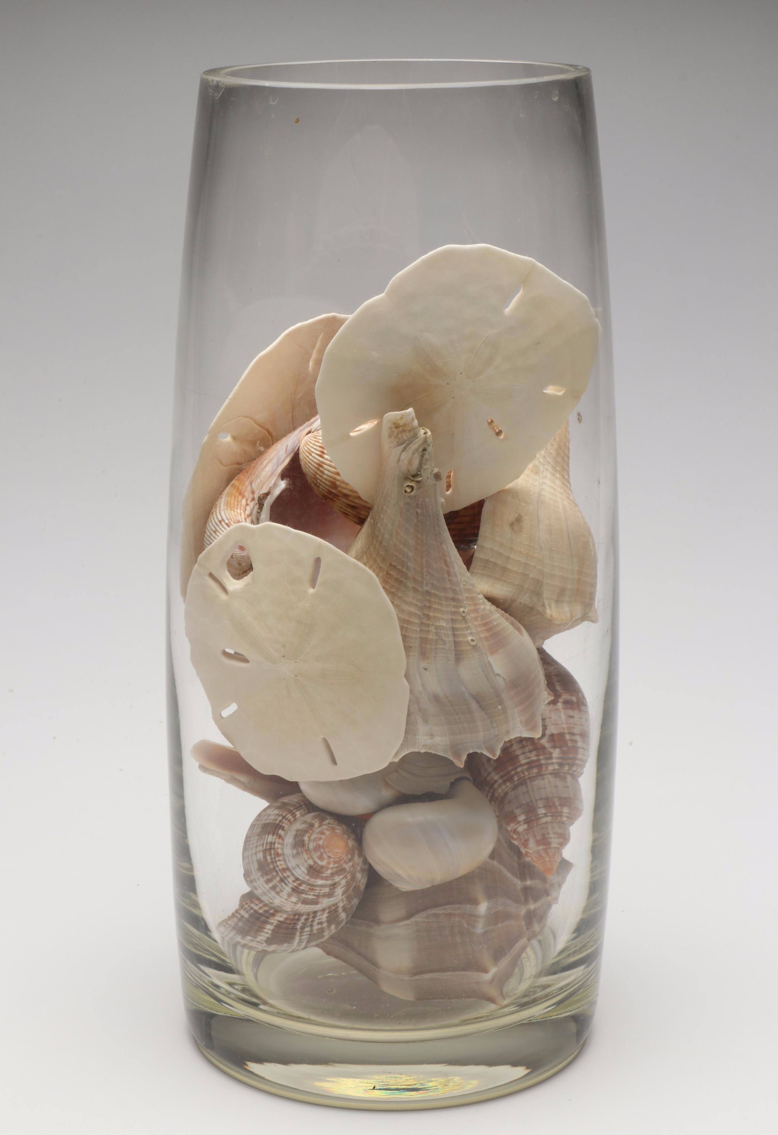 Lightning Whelks, Sand Dollars, Olivine and More Natural Seashell Specimens