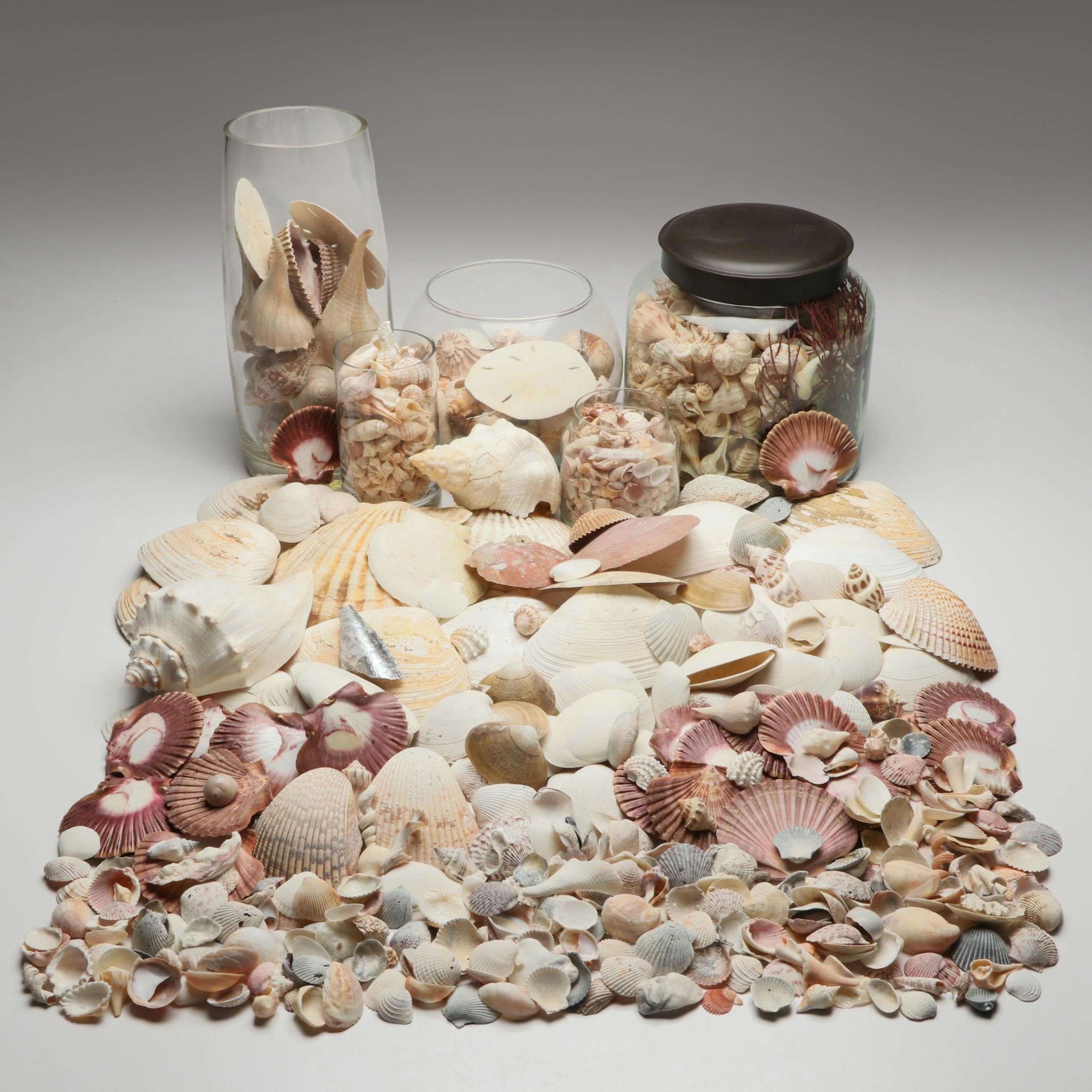 Lightning Whelks, Sand Dollars, Olivine and More Natural Seashell Specimens