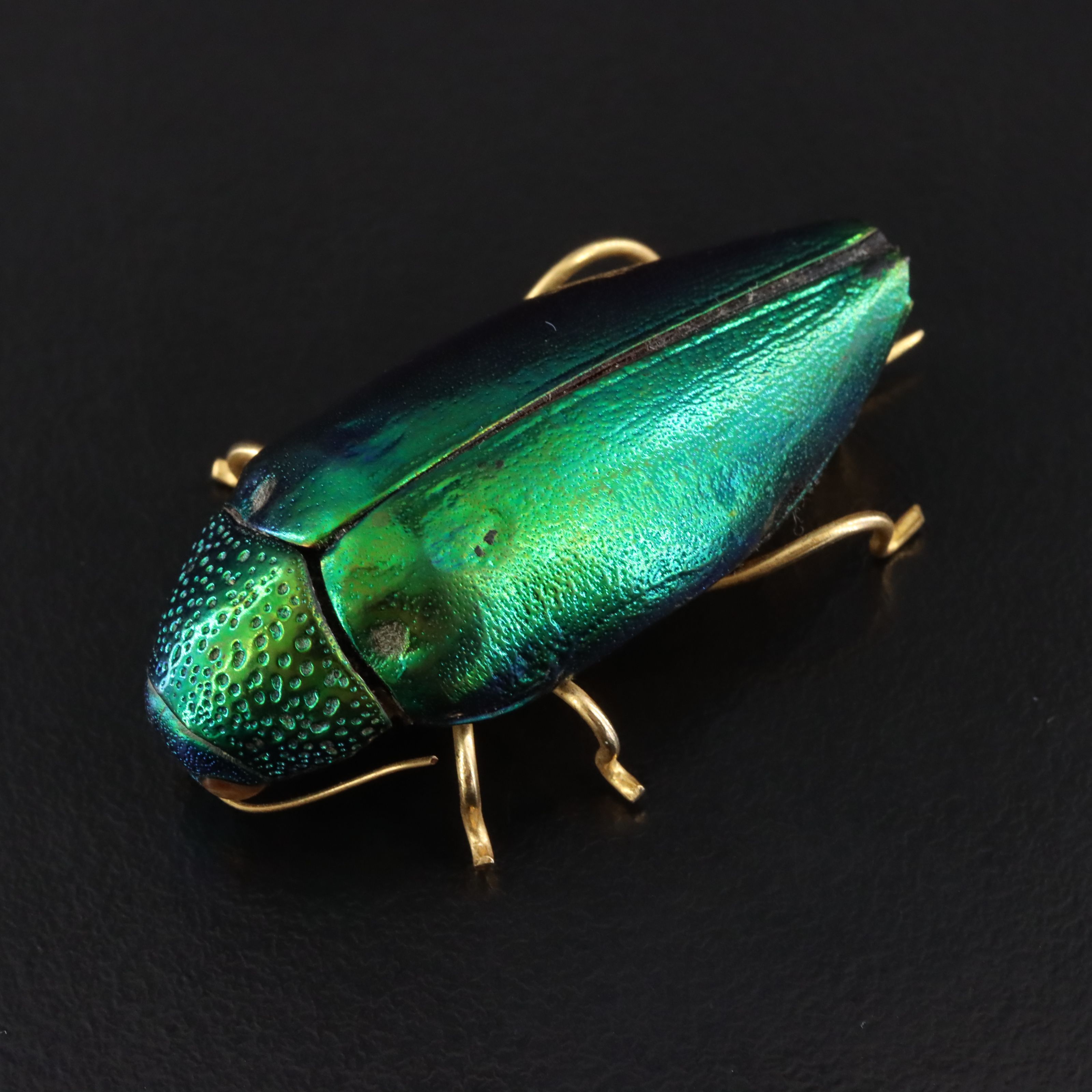 Elytra Jewel Beetle Brooch