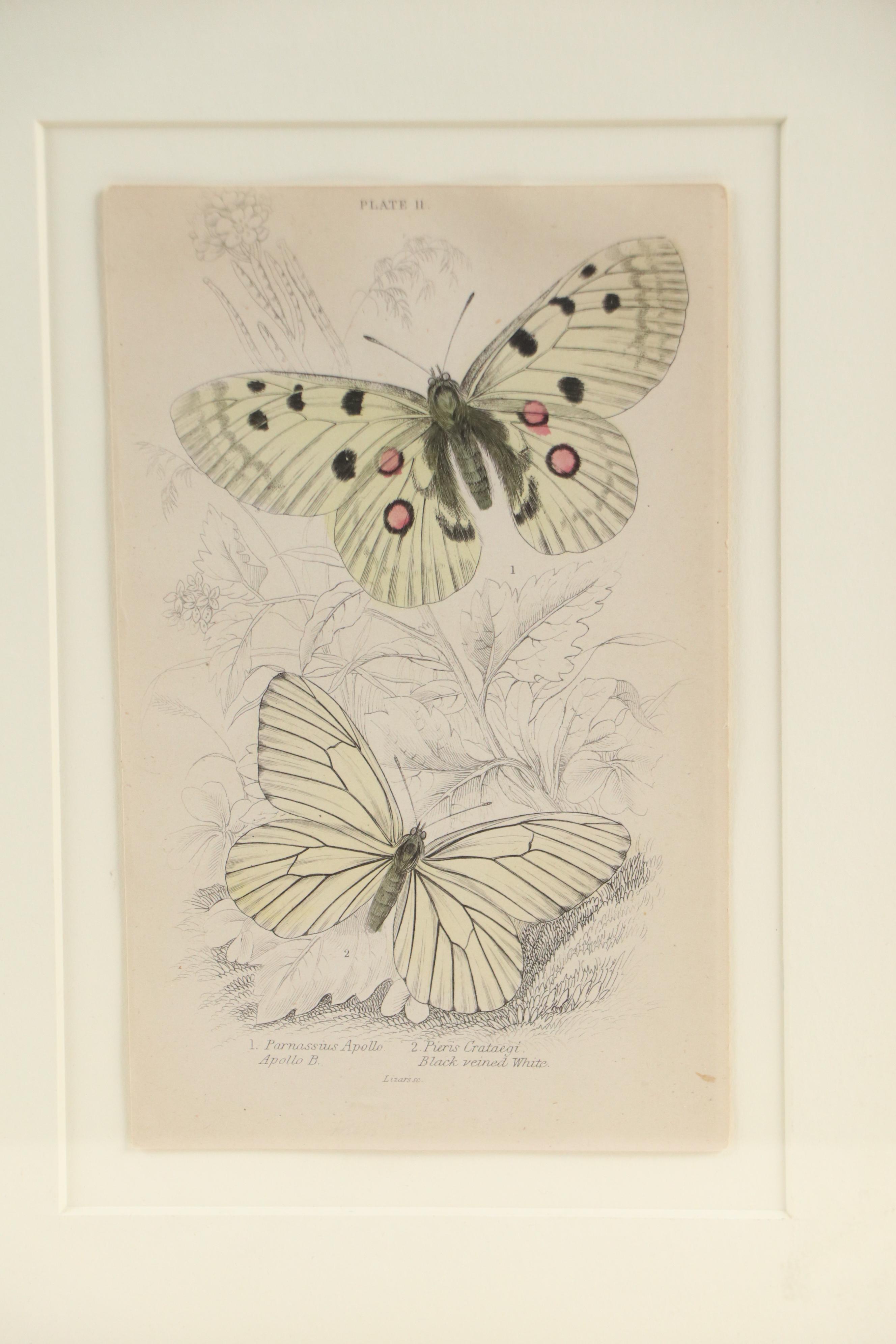 Entomological Hand-Colored Engraving of Butterflies, 19th Century