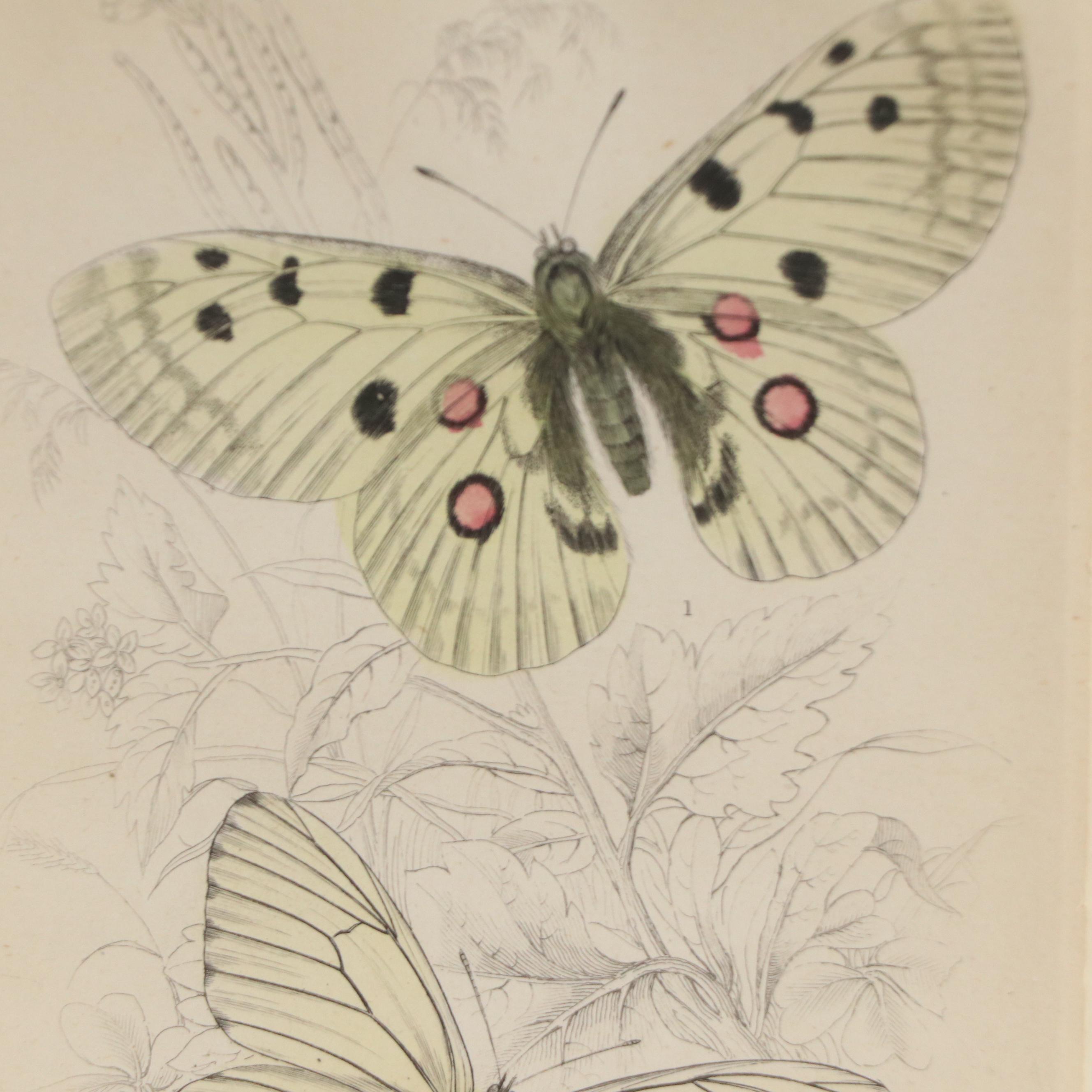 Entomological Hand-Colored Engraving of Butterflies, 19th Century