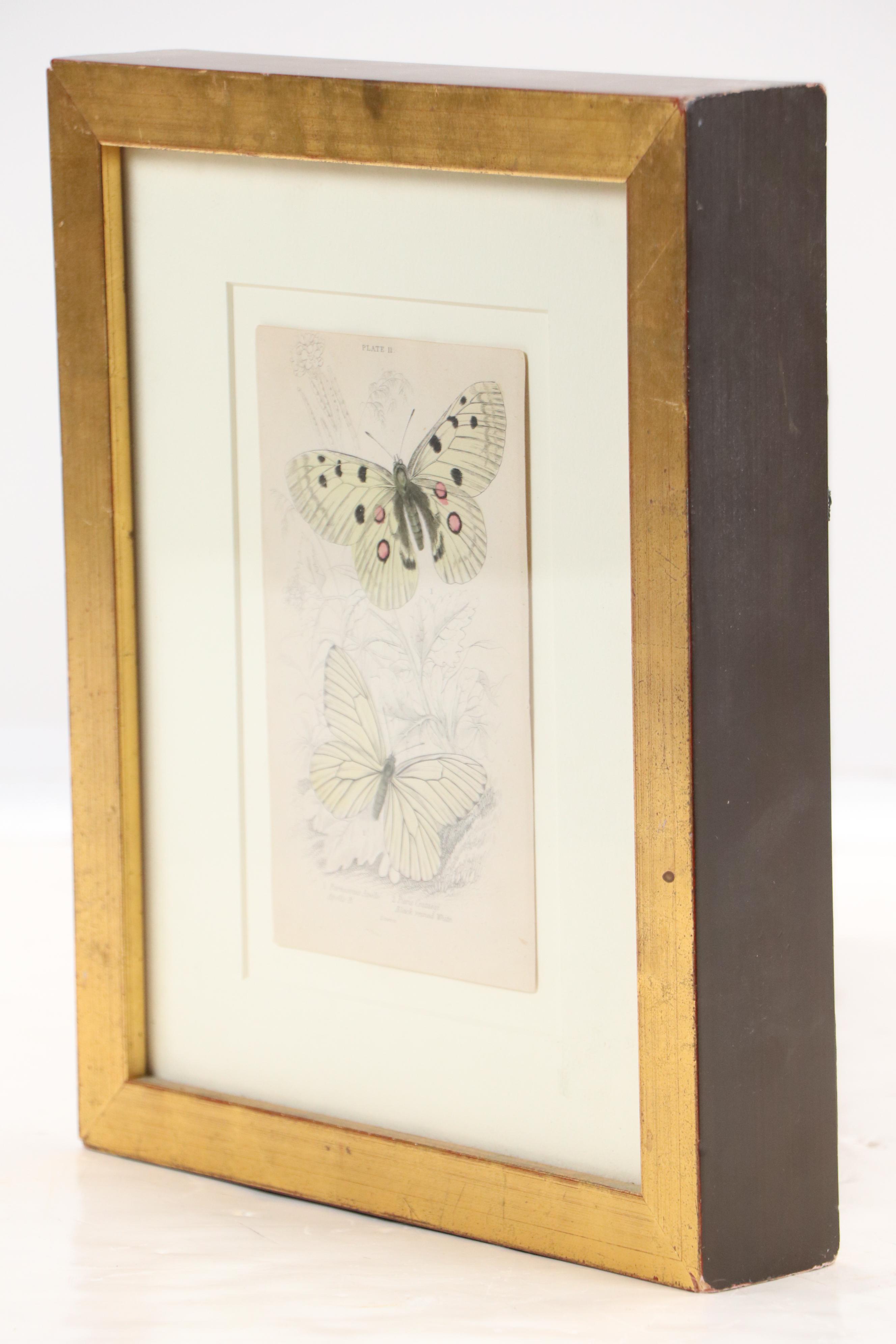 Entomological Hand-Colored Engraving of Butterflies, 19th Century