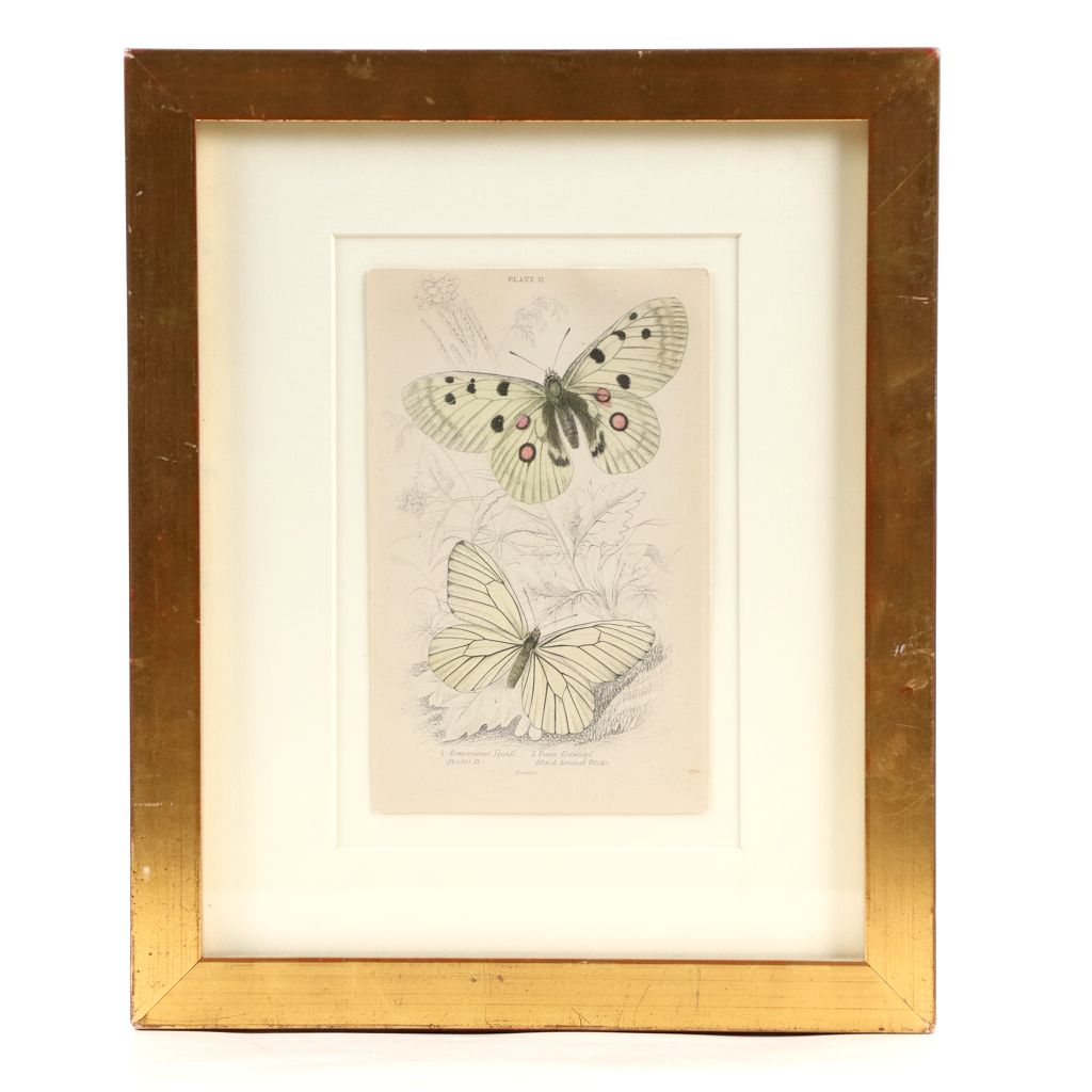 Entomological Hand-Colored Engraving of Butterflies, 19th Century