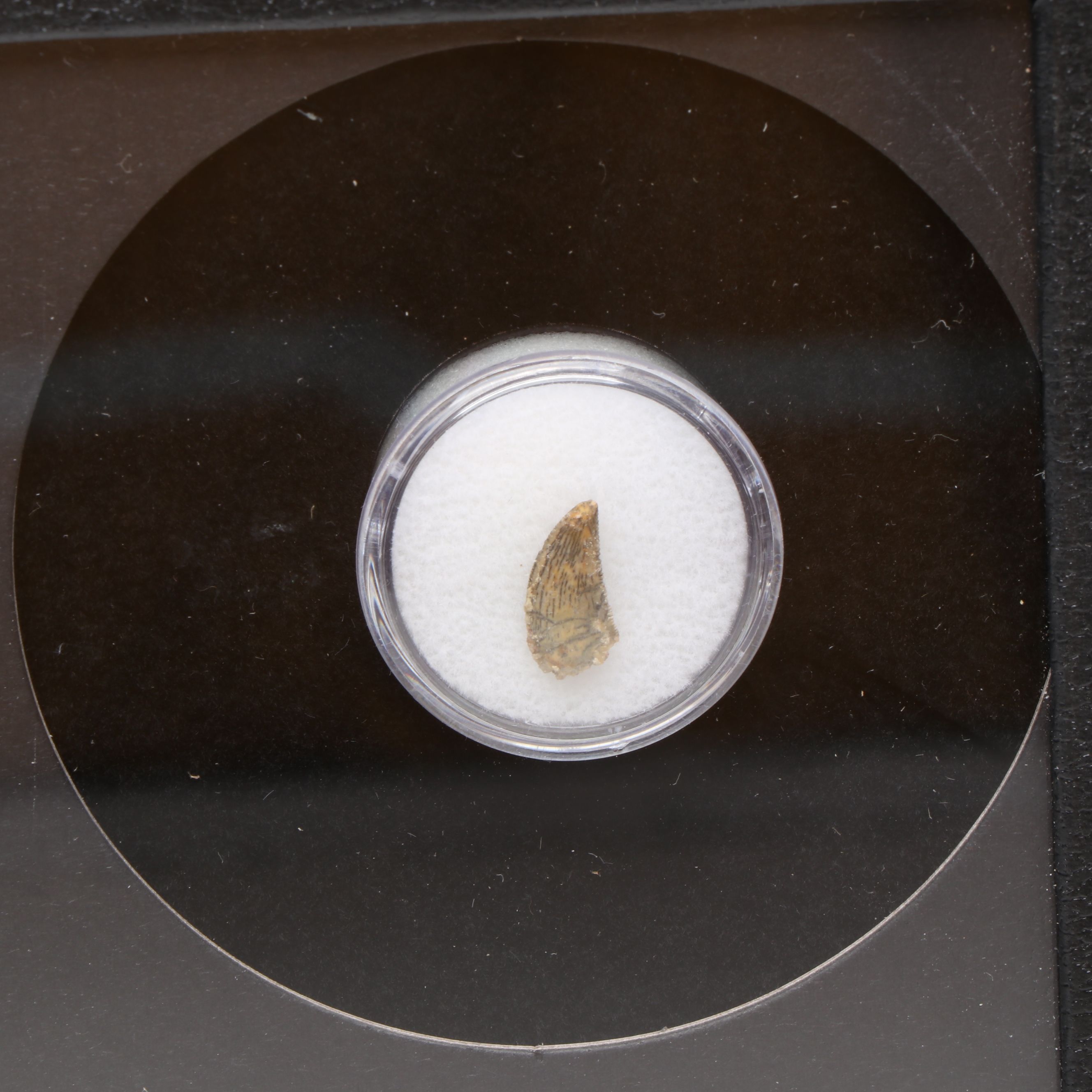 Theropod Raptor Tooth