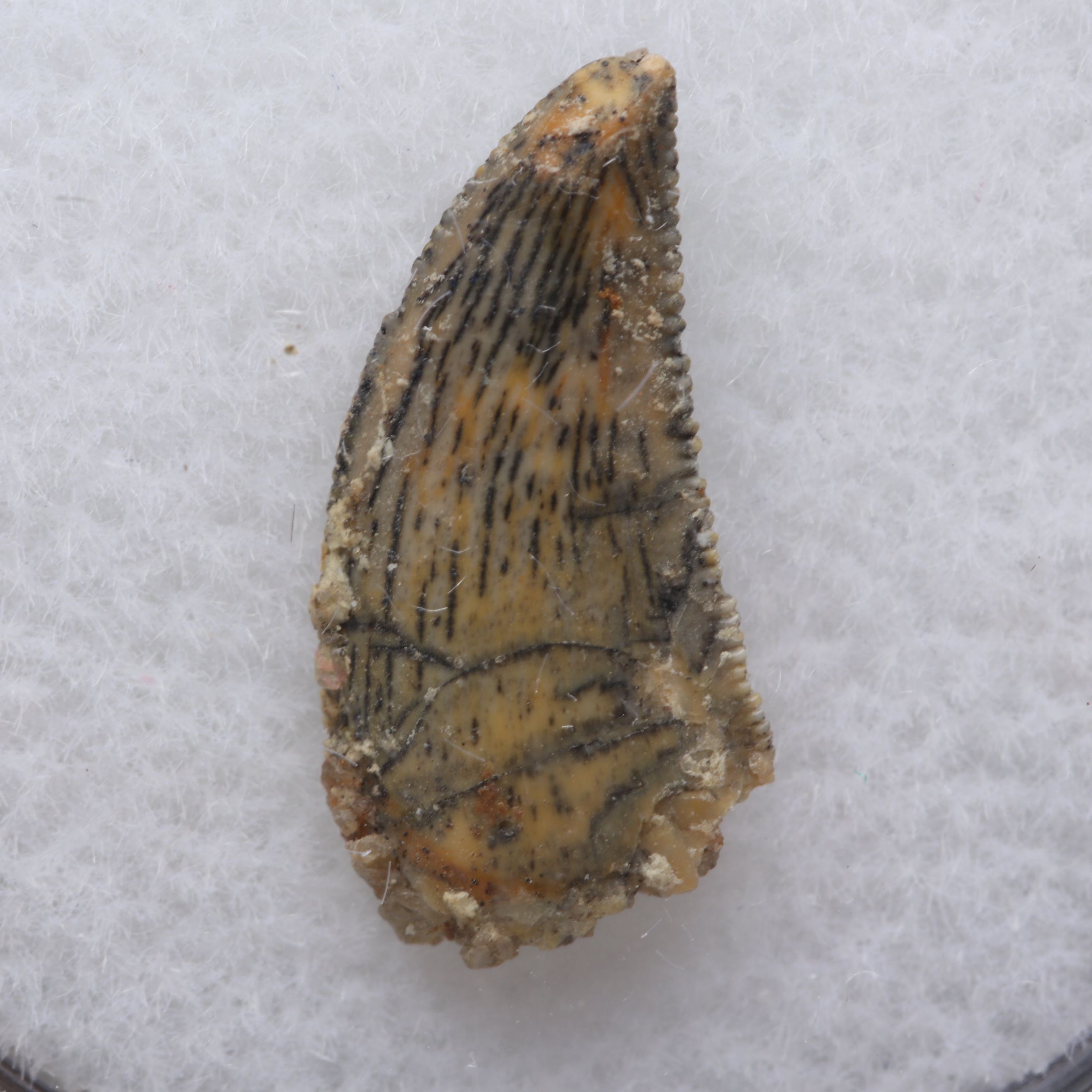 Theropod Raptor Tooth