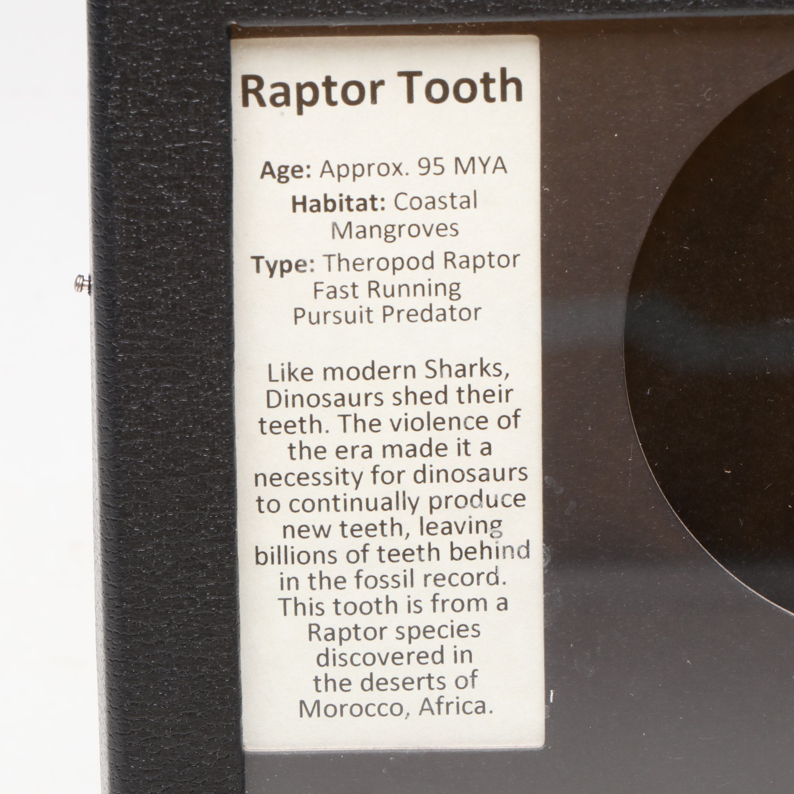 Theropod Raptor Tooth