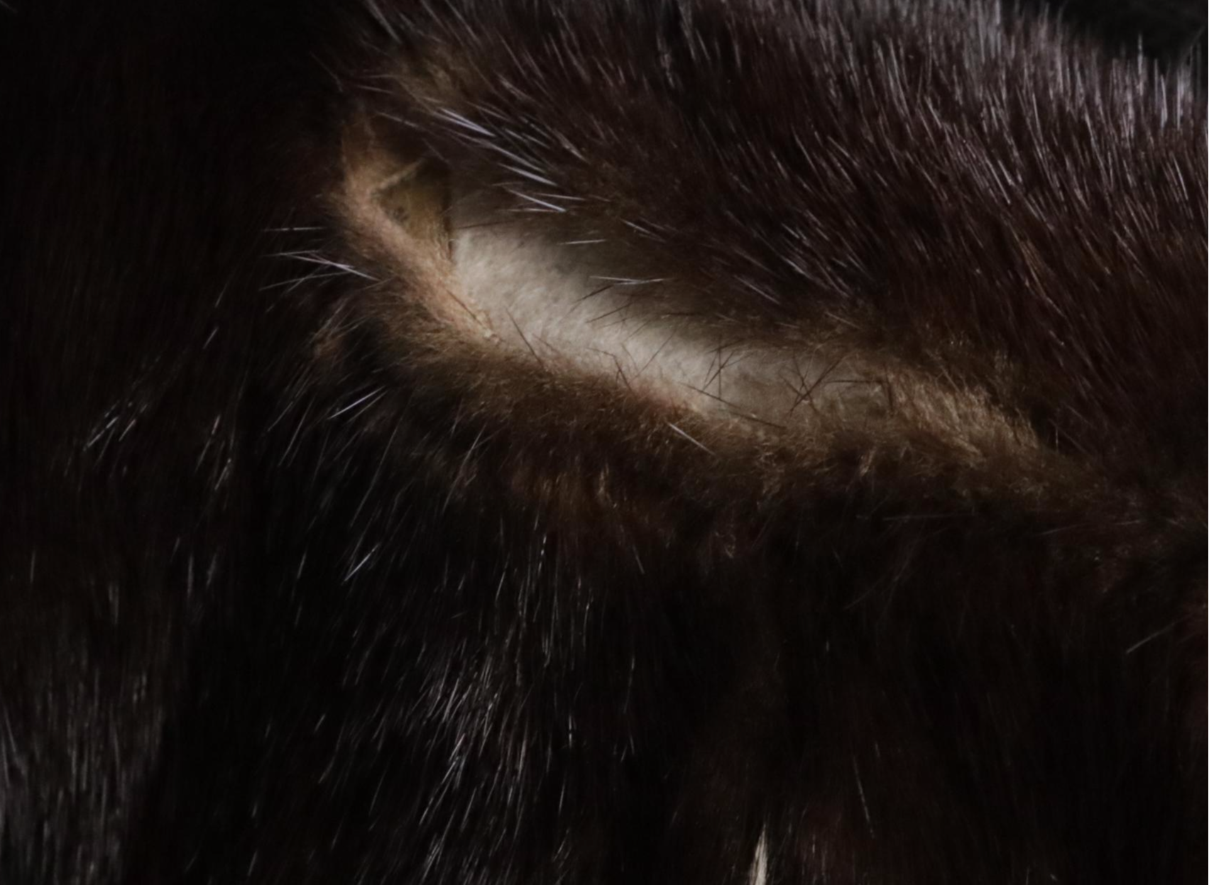 Dennis Basso Mahogany Mink Fur Mid Length Coat