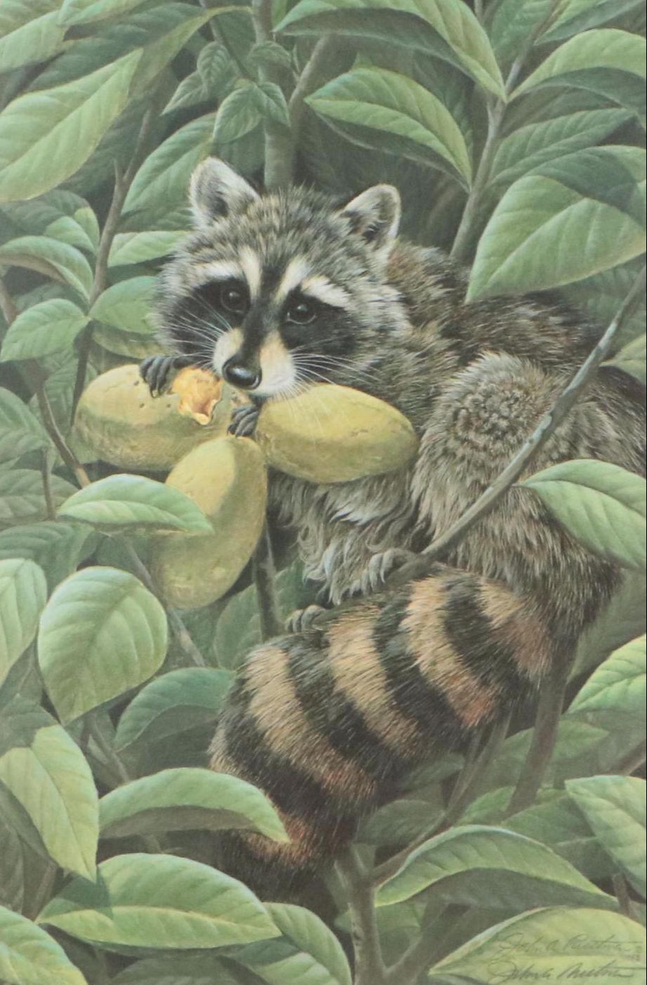 John Ruthven Offset Lithograph "Papaw Bandit"