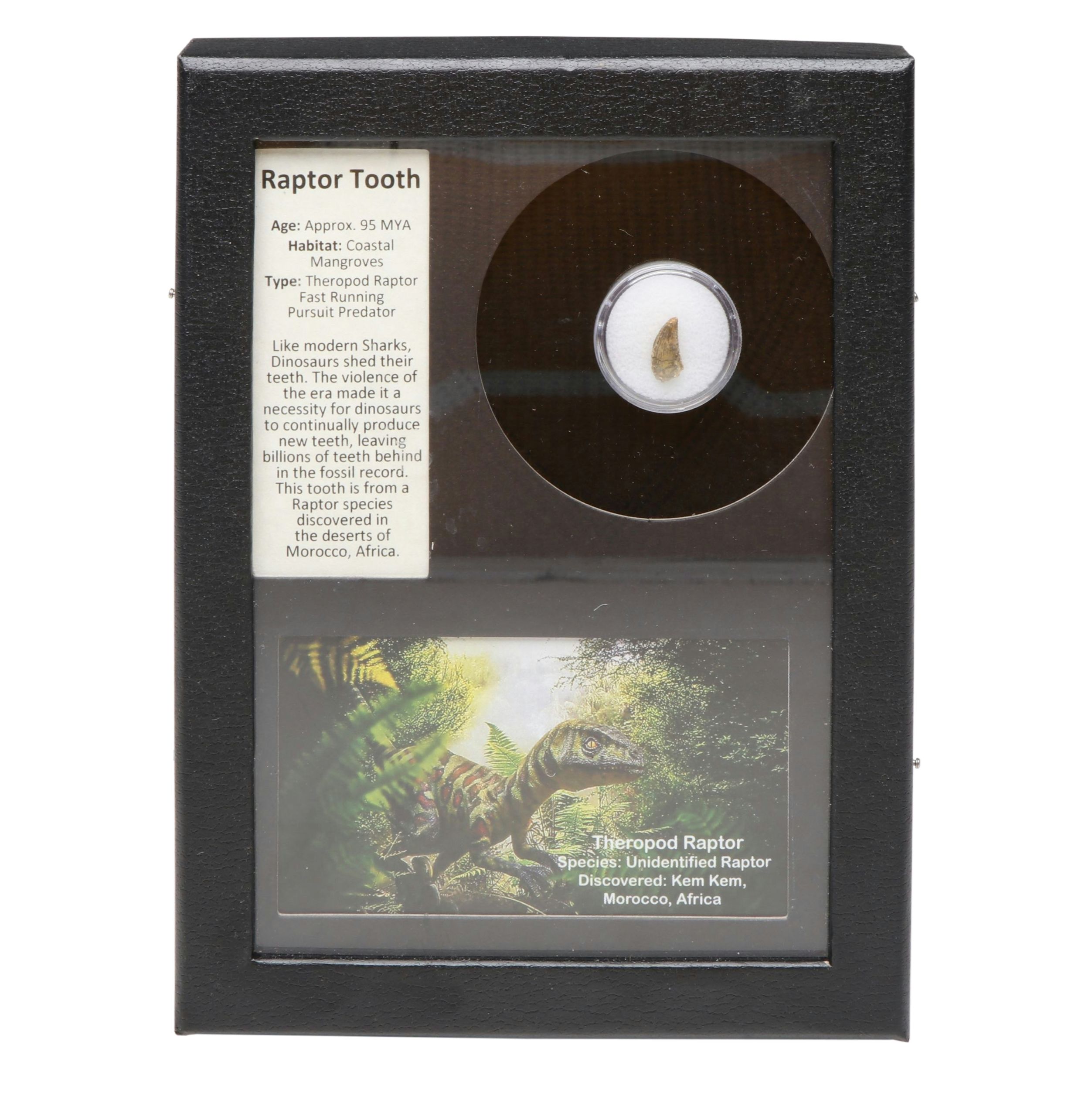 Theropod Raptor Tooth