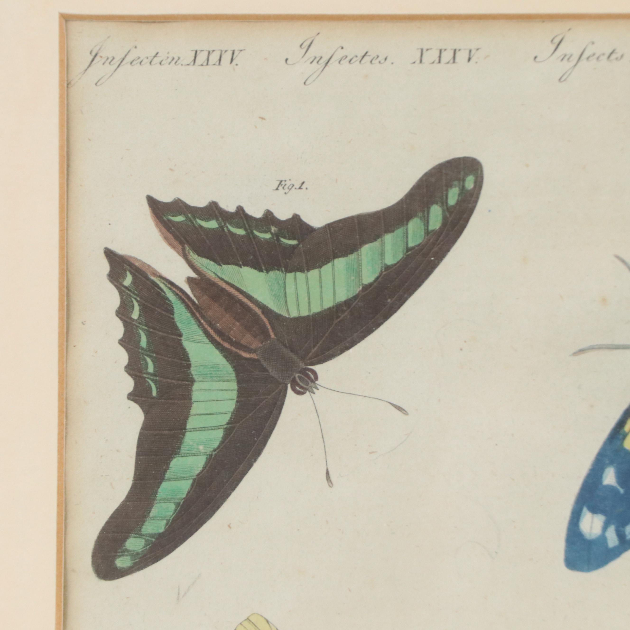 Hand-Colored Engraving of Butterflies from Bertuch’s Bilderbuch für Kinder