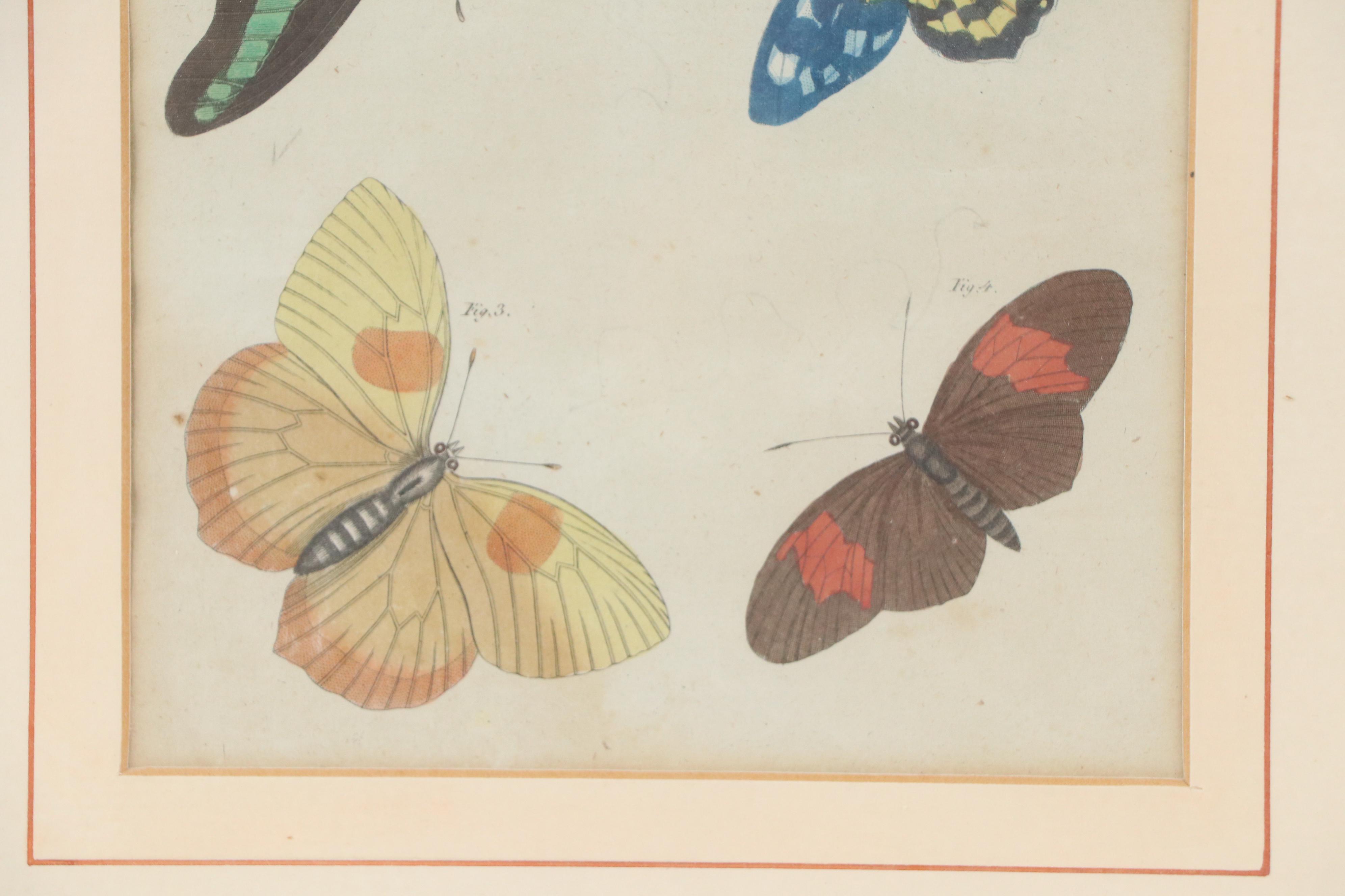 Hand-Colored Engraving of Butterflies from Bertuch’s Bilderbuch für Kinder
