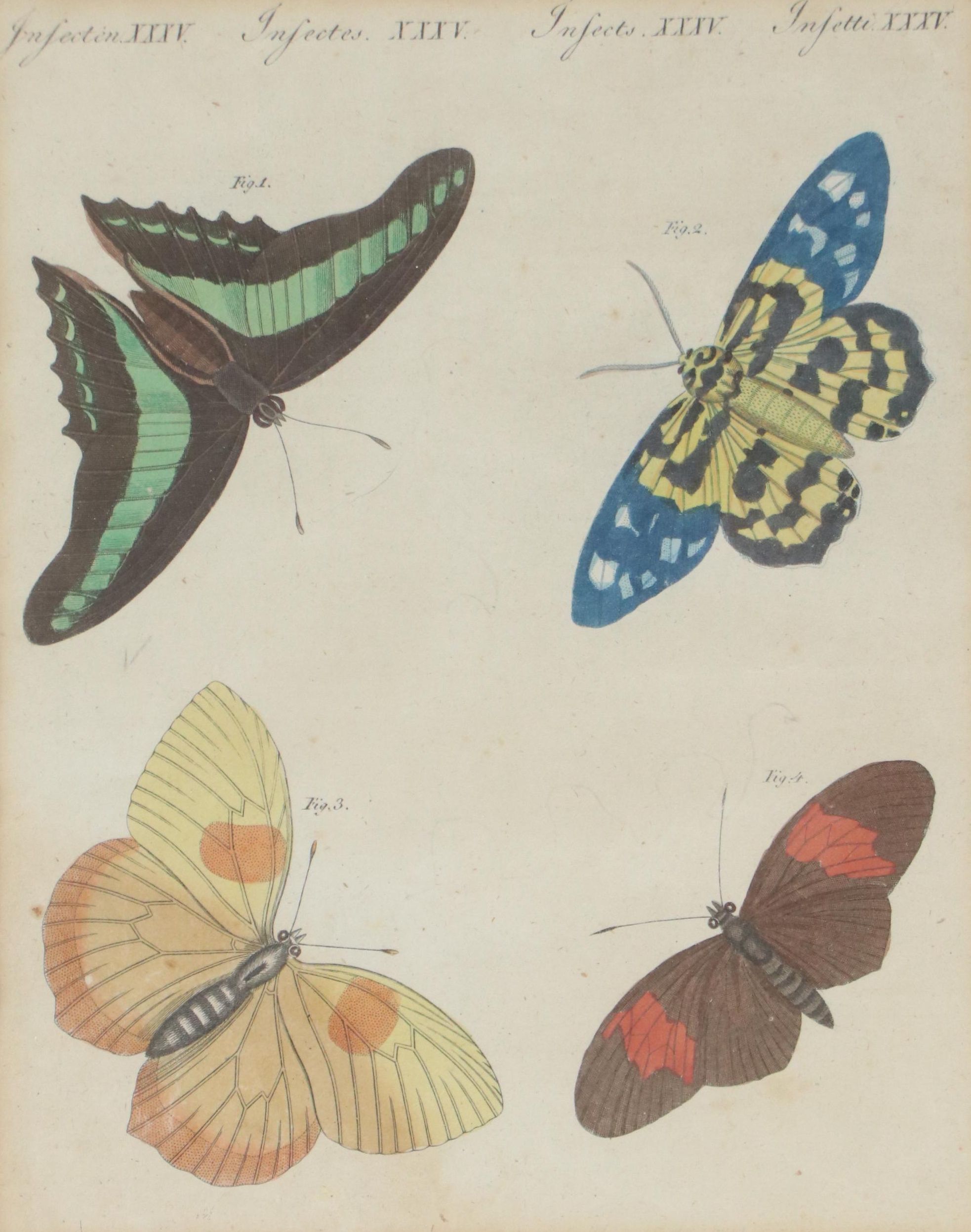 Hand-Colored Engraving of Butterflies from Bertuch’s Bilderbuch für Kinder