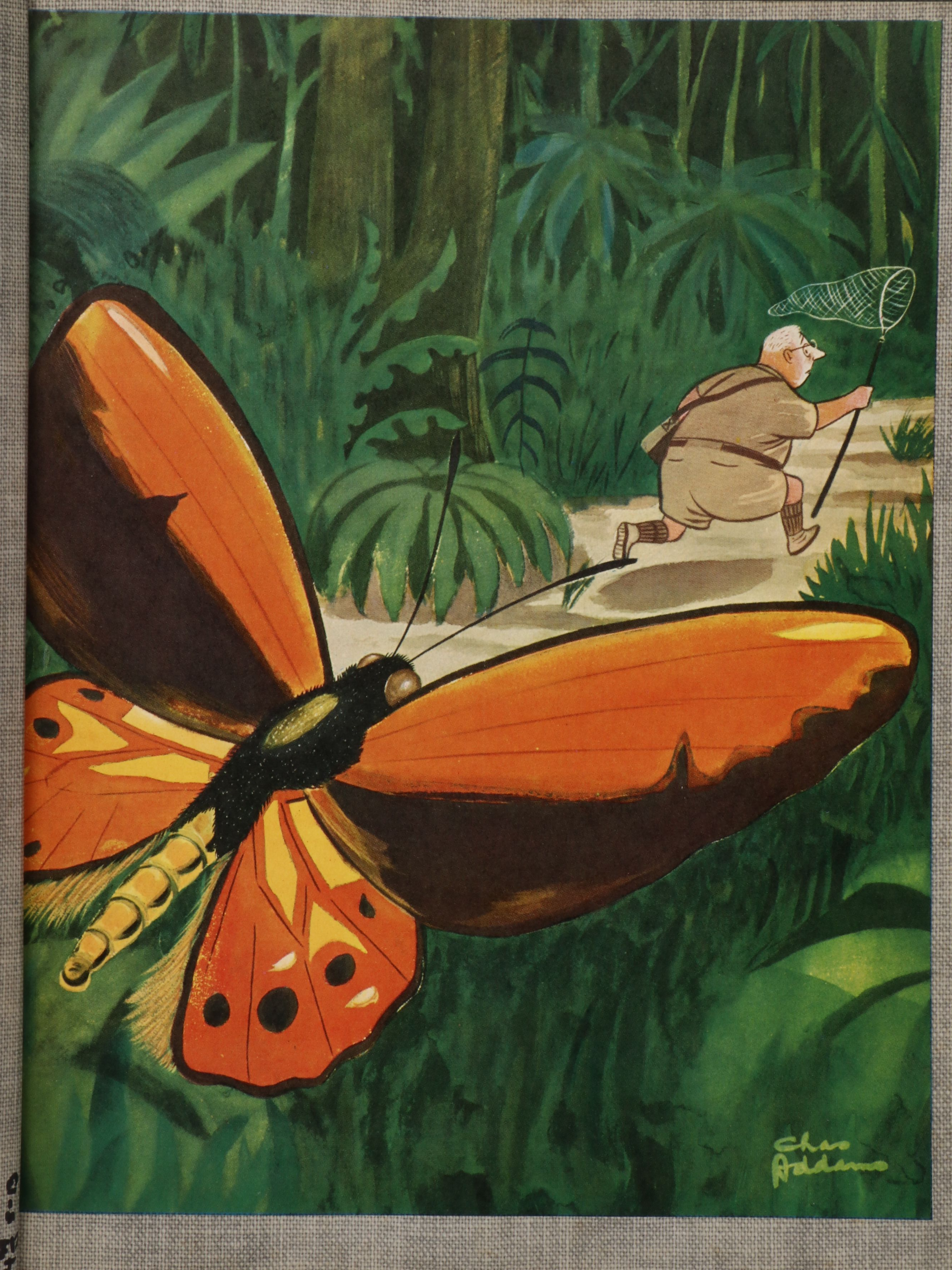 First Printing "Homebodies" by Charles Addams, 1954