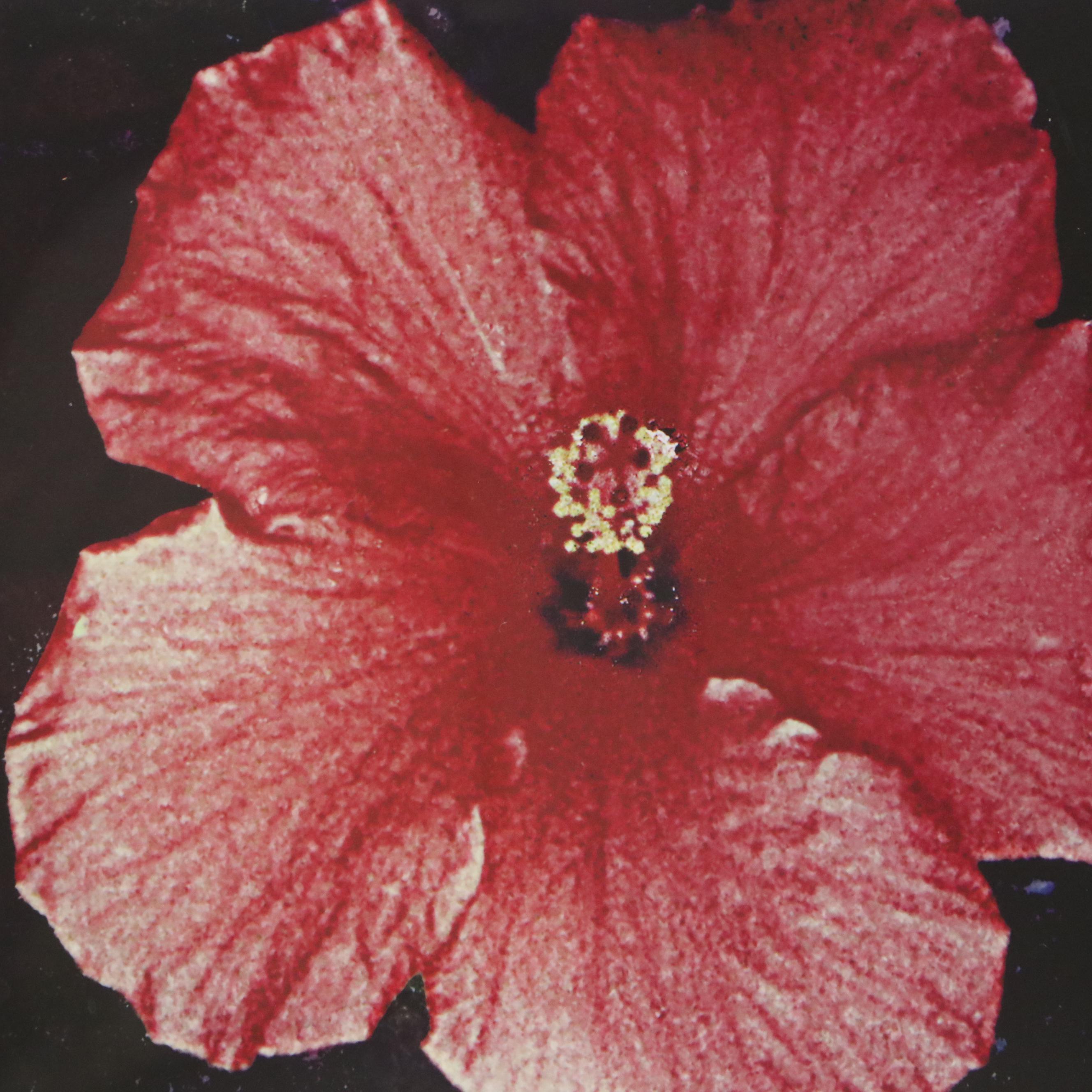 Kay Wood Polaroid Transfer Print "Hibiscus," 21st Century