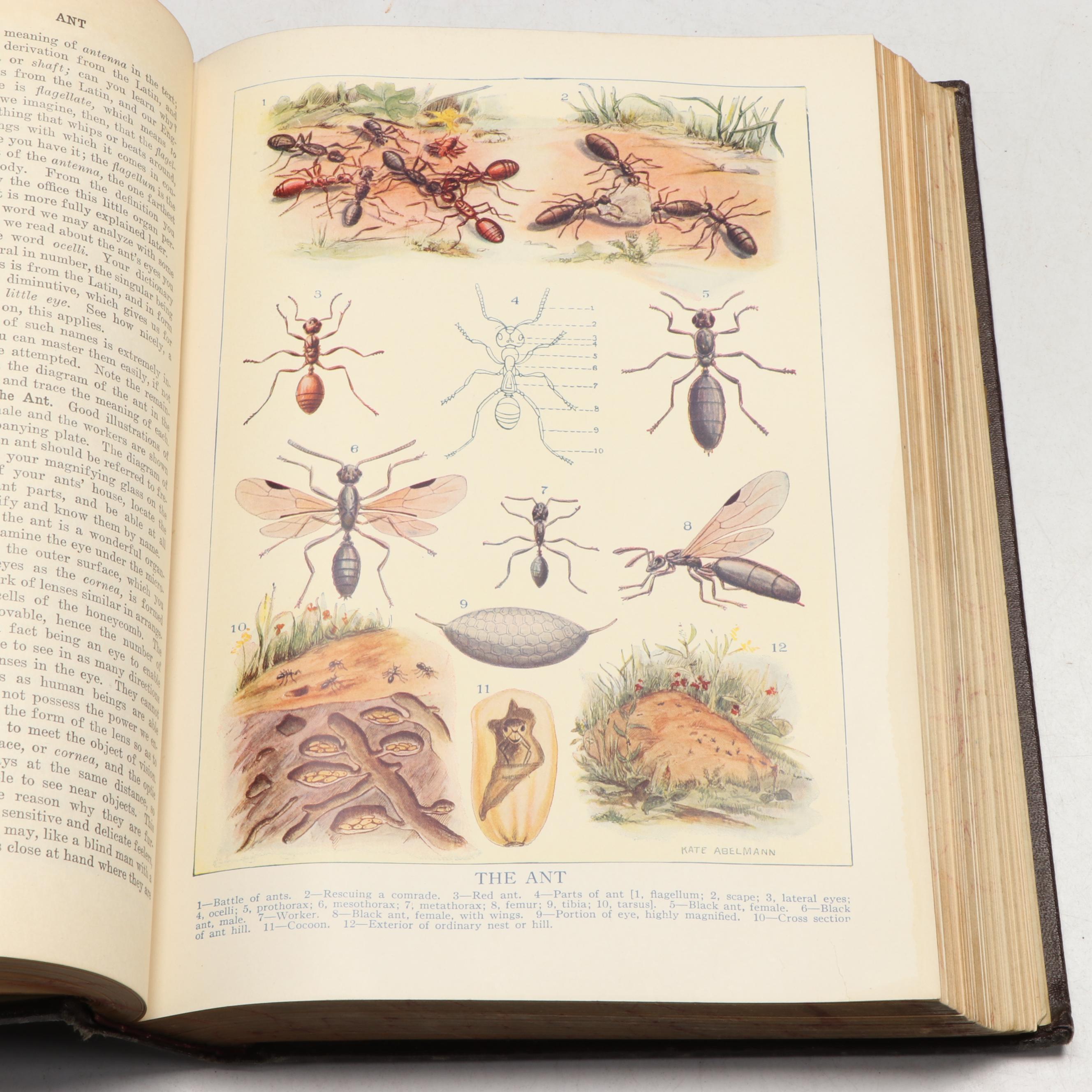 Extension Edition "The American Educator" Complete Set, 1924