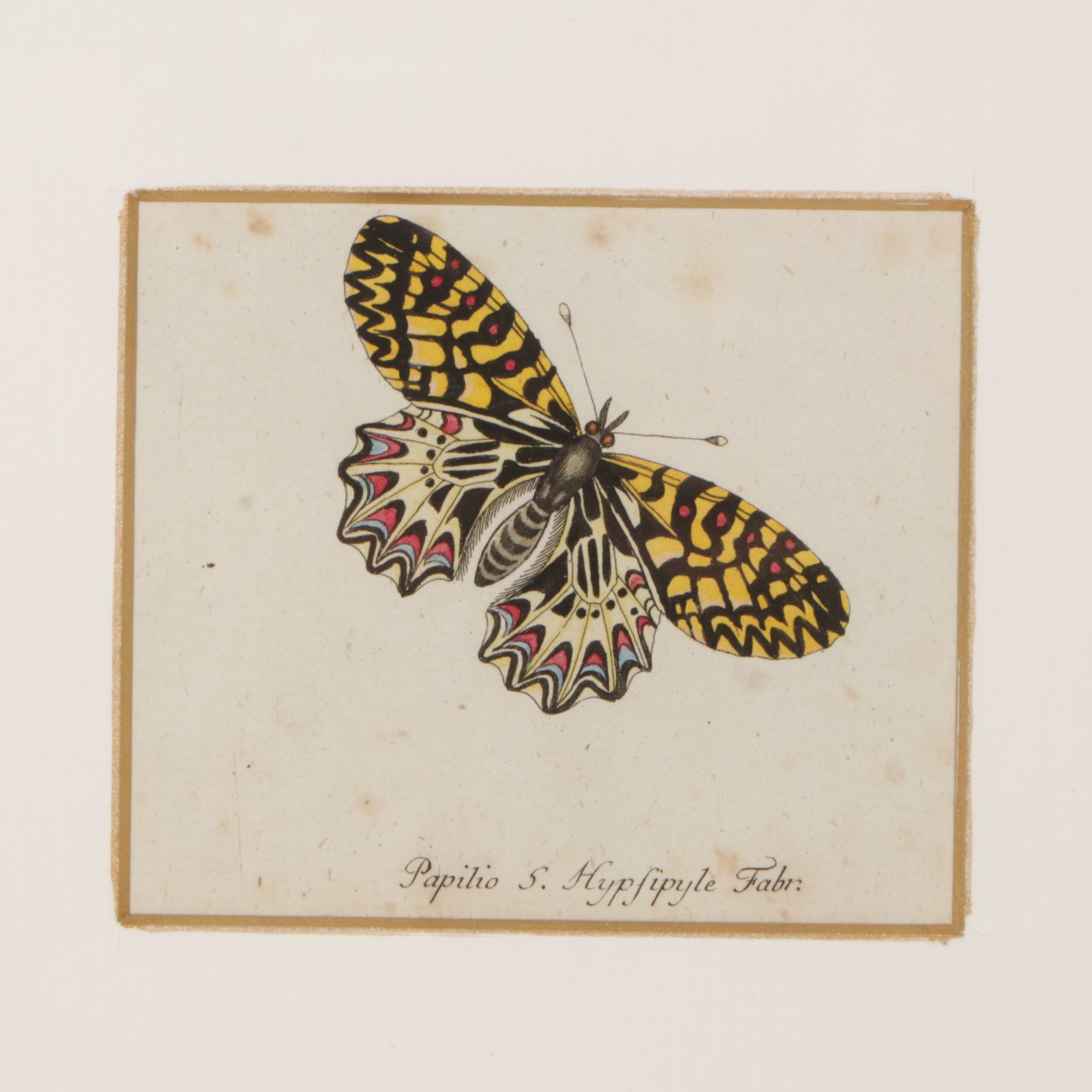Antique German Hand-Colored Entomological Engravings, Circa 1793