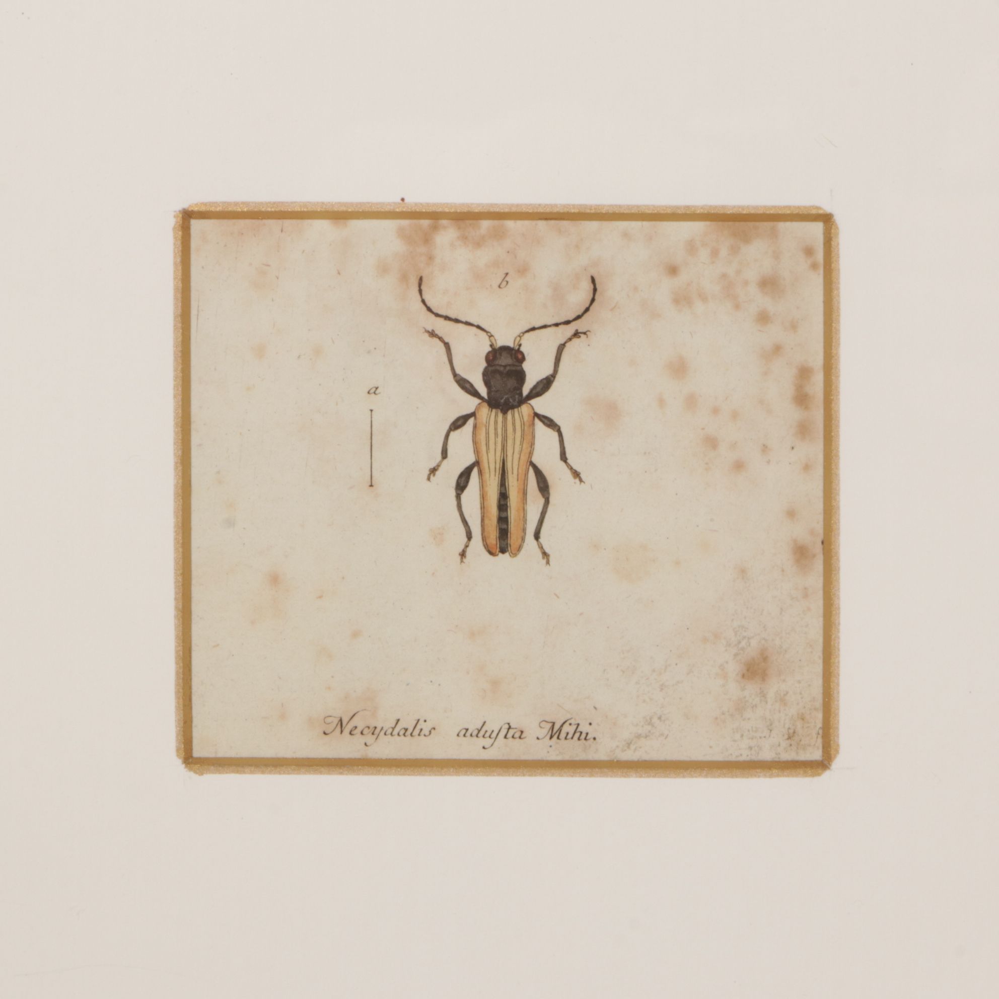 Antique German Hand-Colored Entomological Engravings, Circa 1793