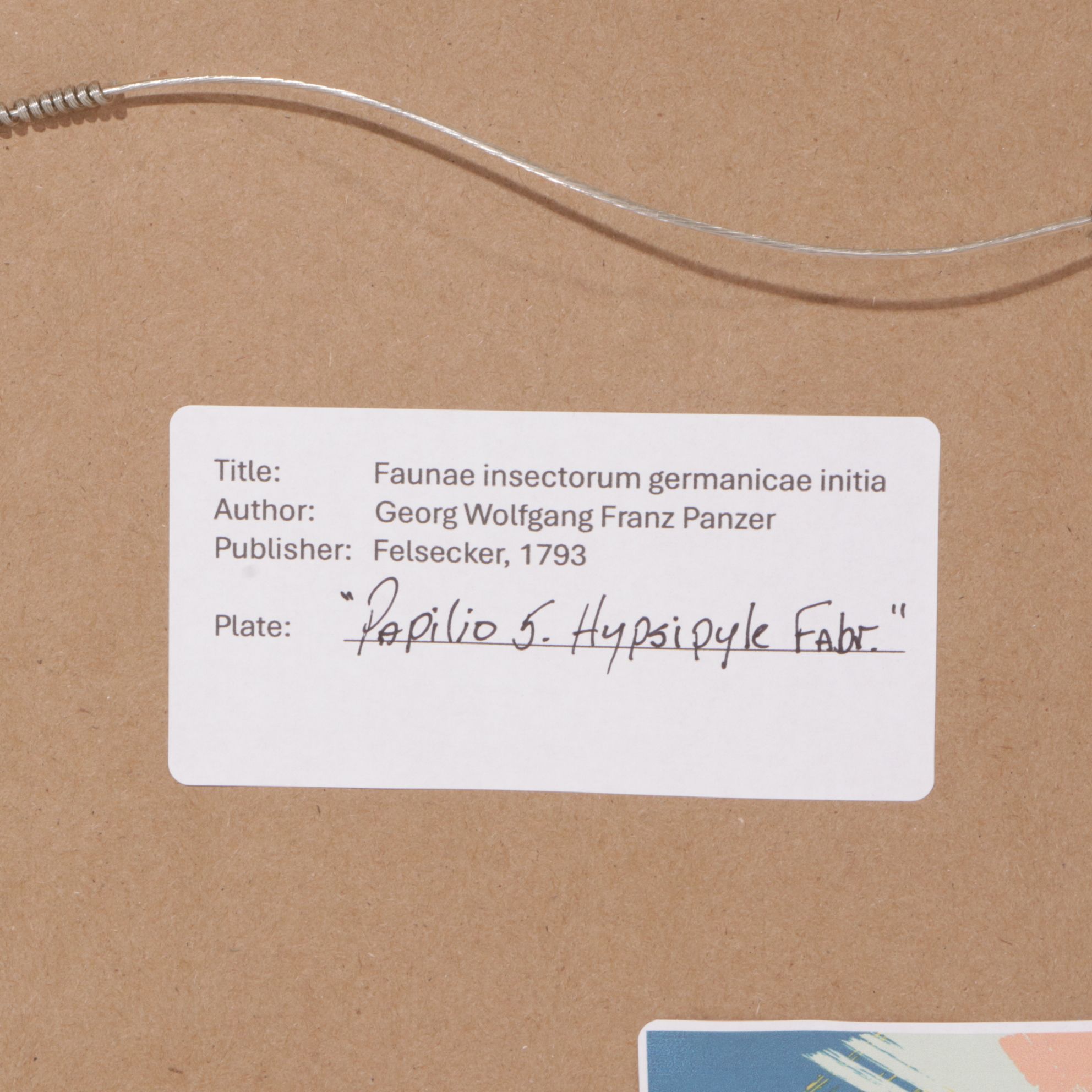 Antique German Hand-Colored Entomological Engravings, Circa 1793