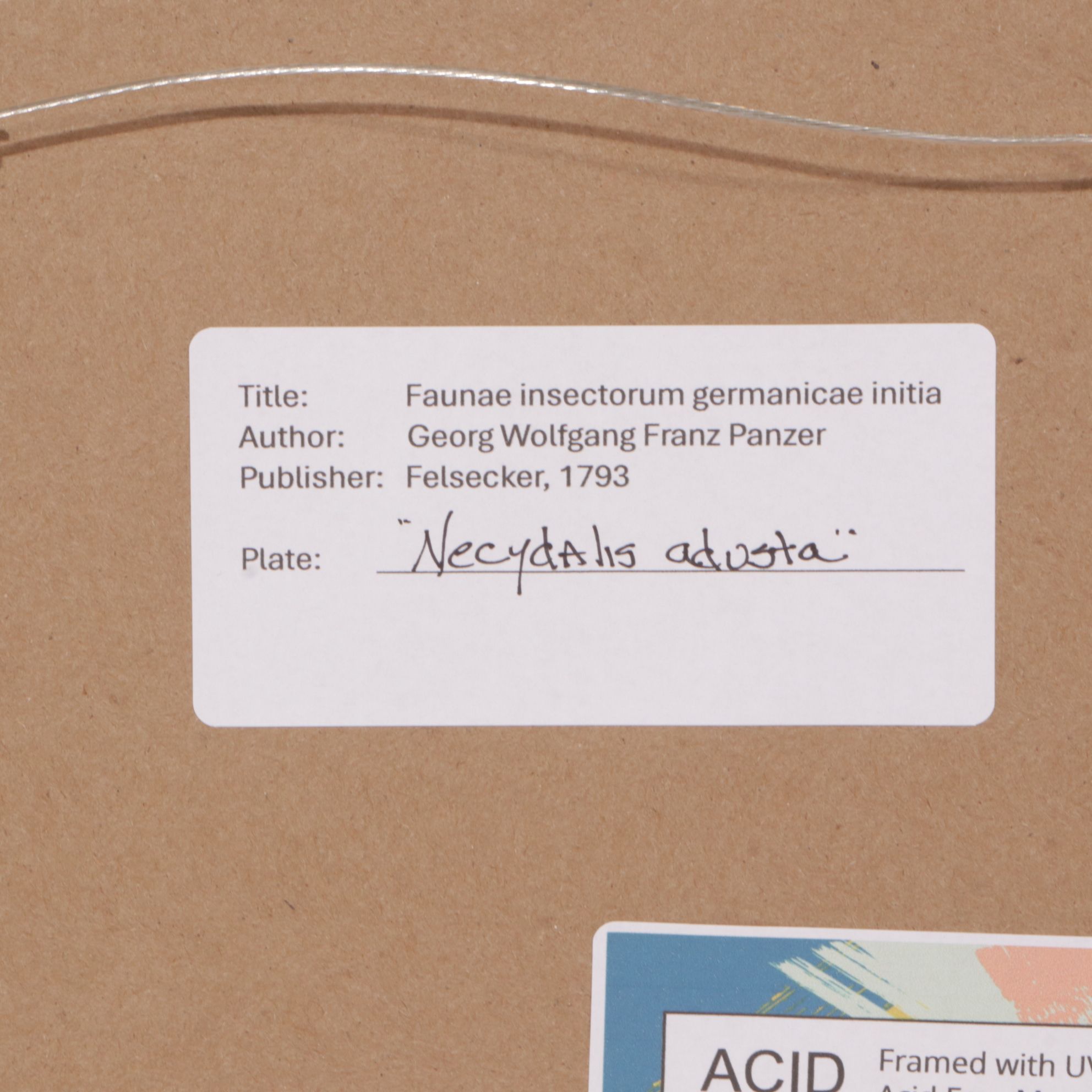 Antique German Hand-Colored Entomological Engravings, Circa 1793