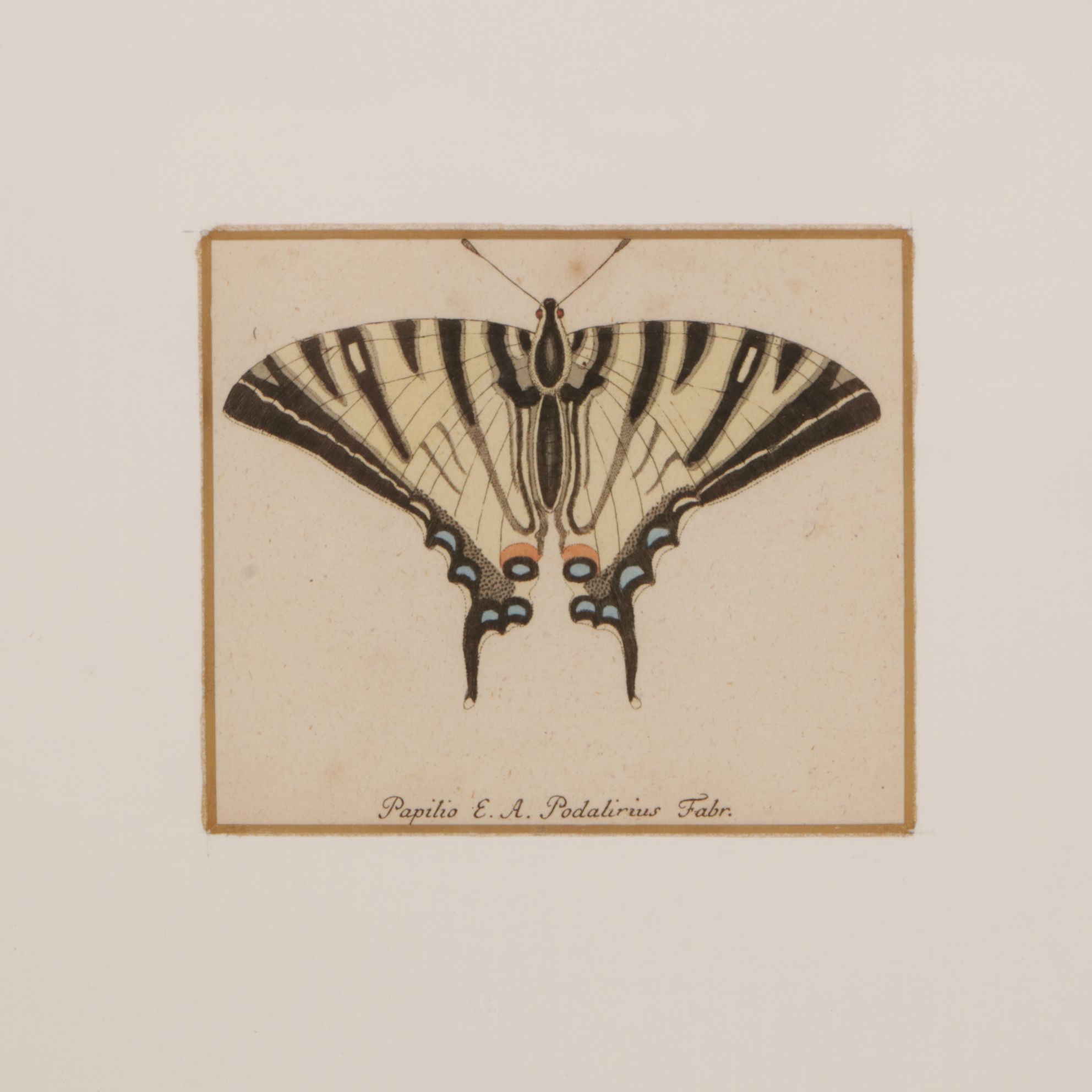 Antique German Hand-Colored Entomological Engravings, Circa 1793