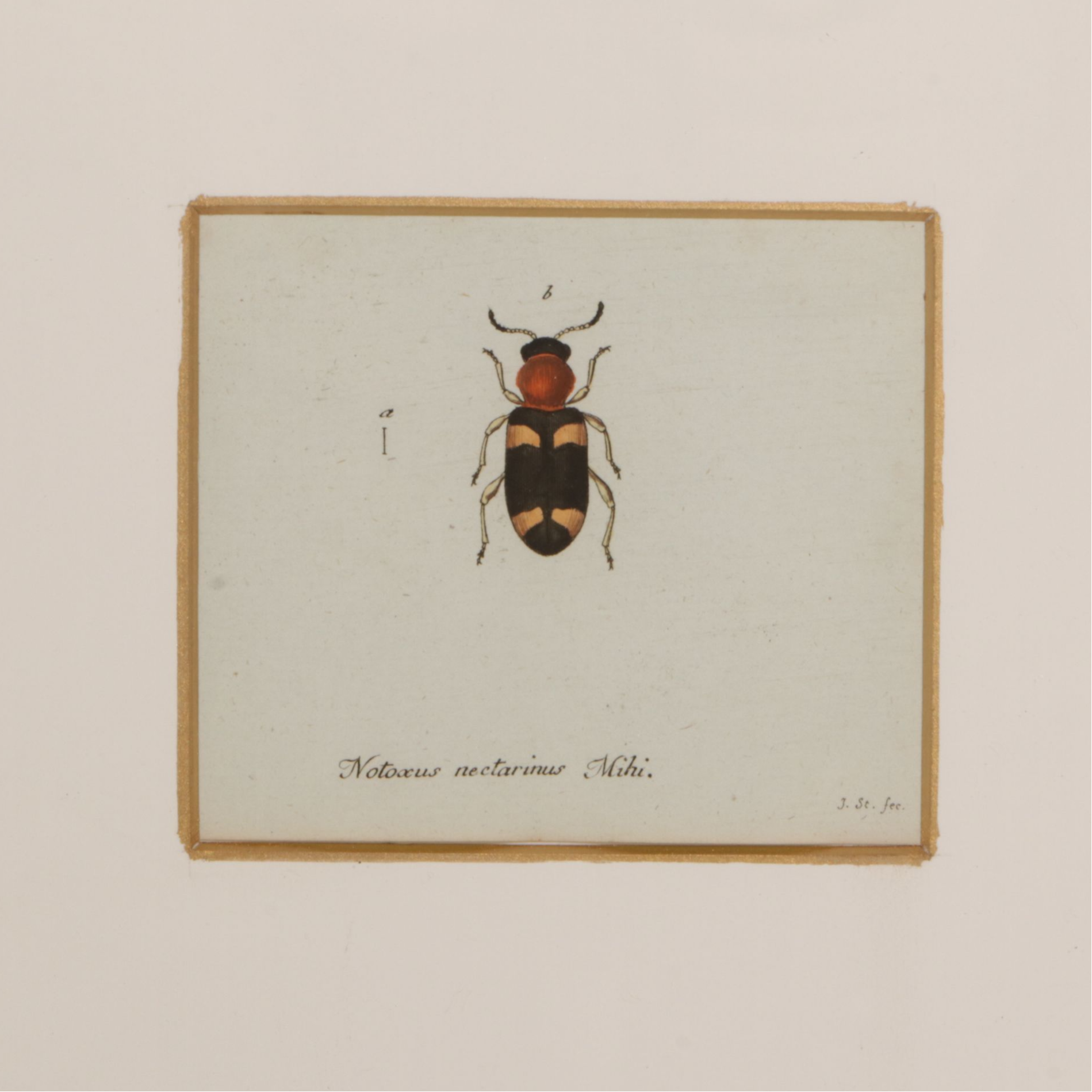 Antique German Hand-Colored Entomological Engravings, Circa 1793