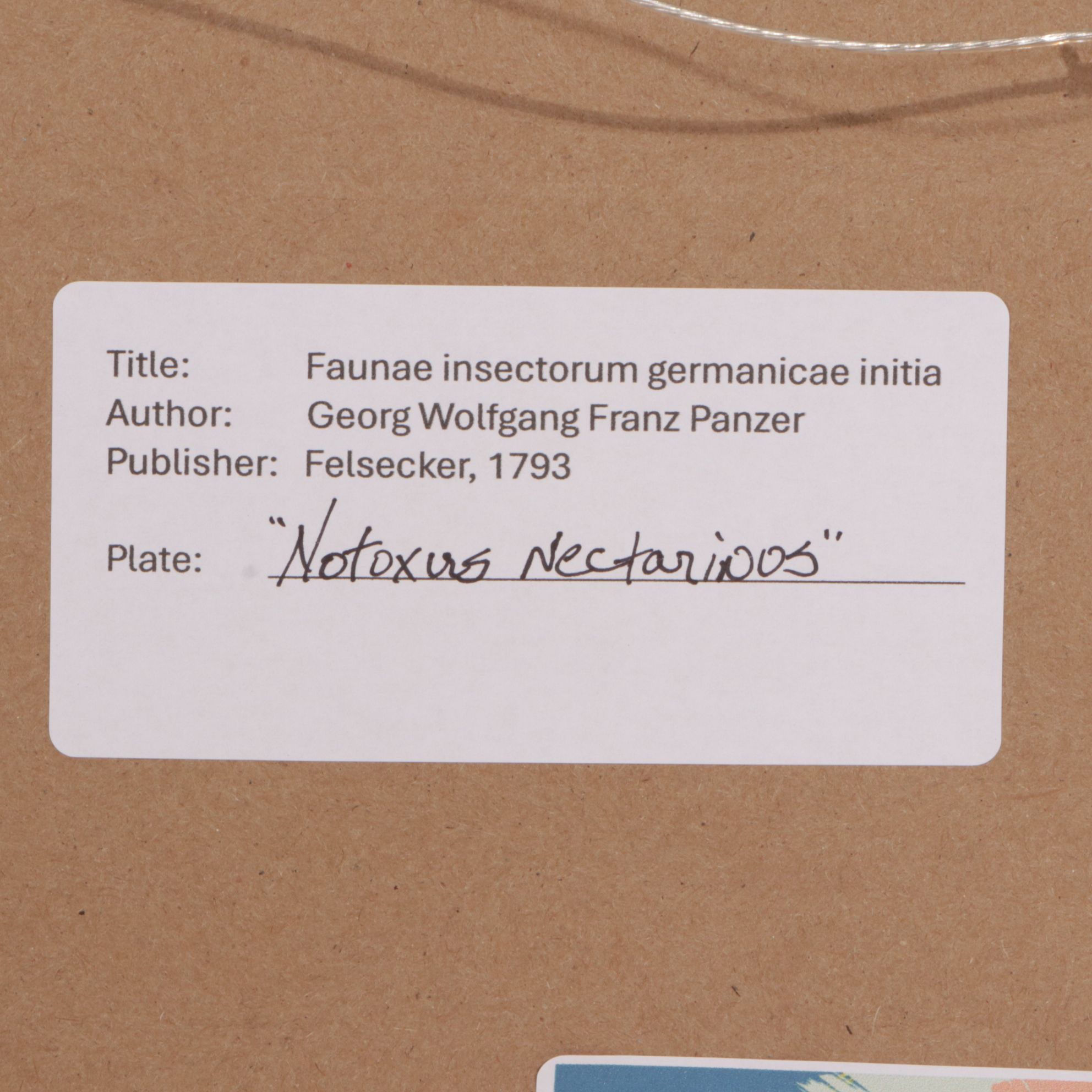 Antique German Hand-Colored Entomological Engravings, Circa 1793