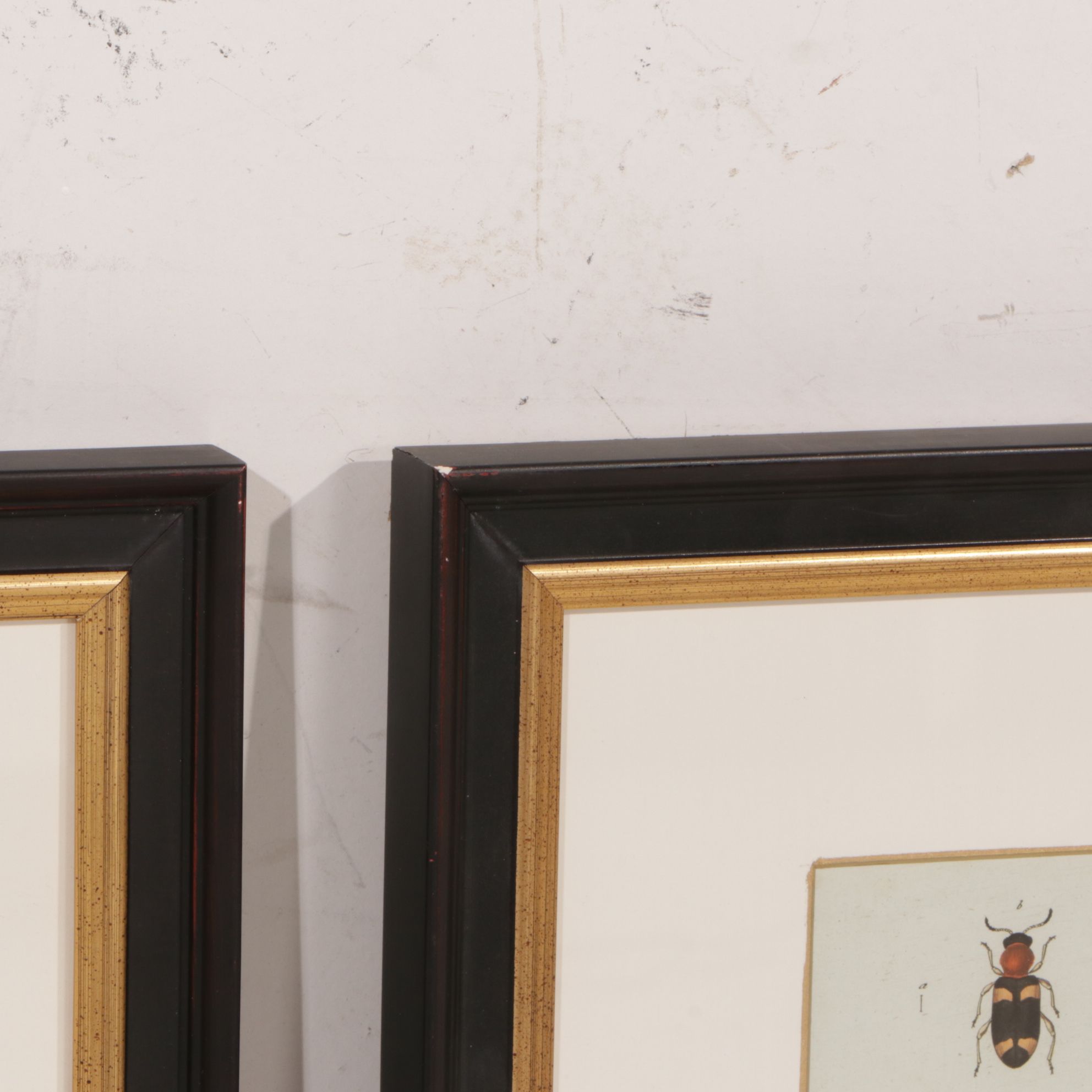 Antique German Hand-Colored Entomological Engravings, Circa 1793