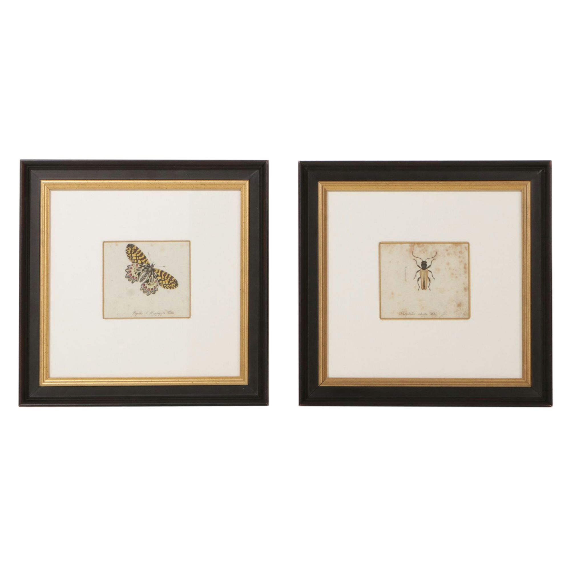 Antique German Hand-Colored Entomological Engravings, Circa 1793