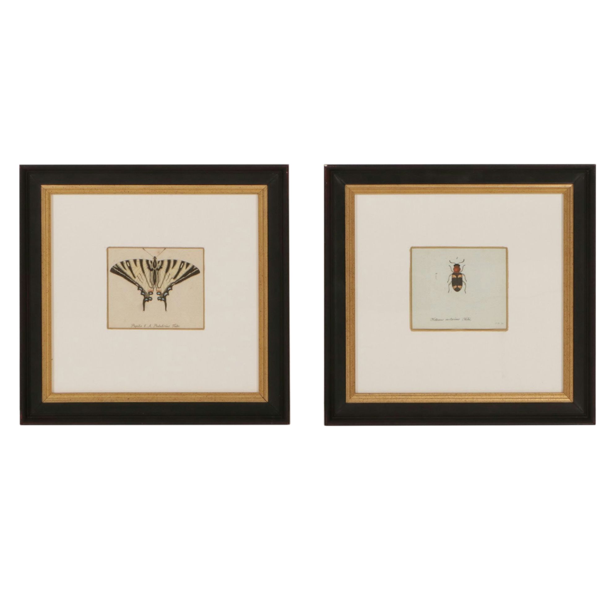 Antique German Hand-Colored Entomological Engravings, Circa 1793