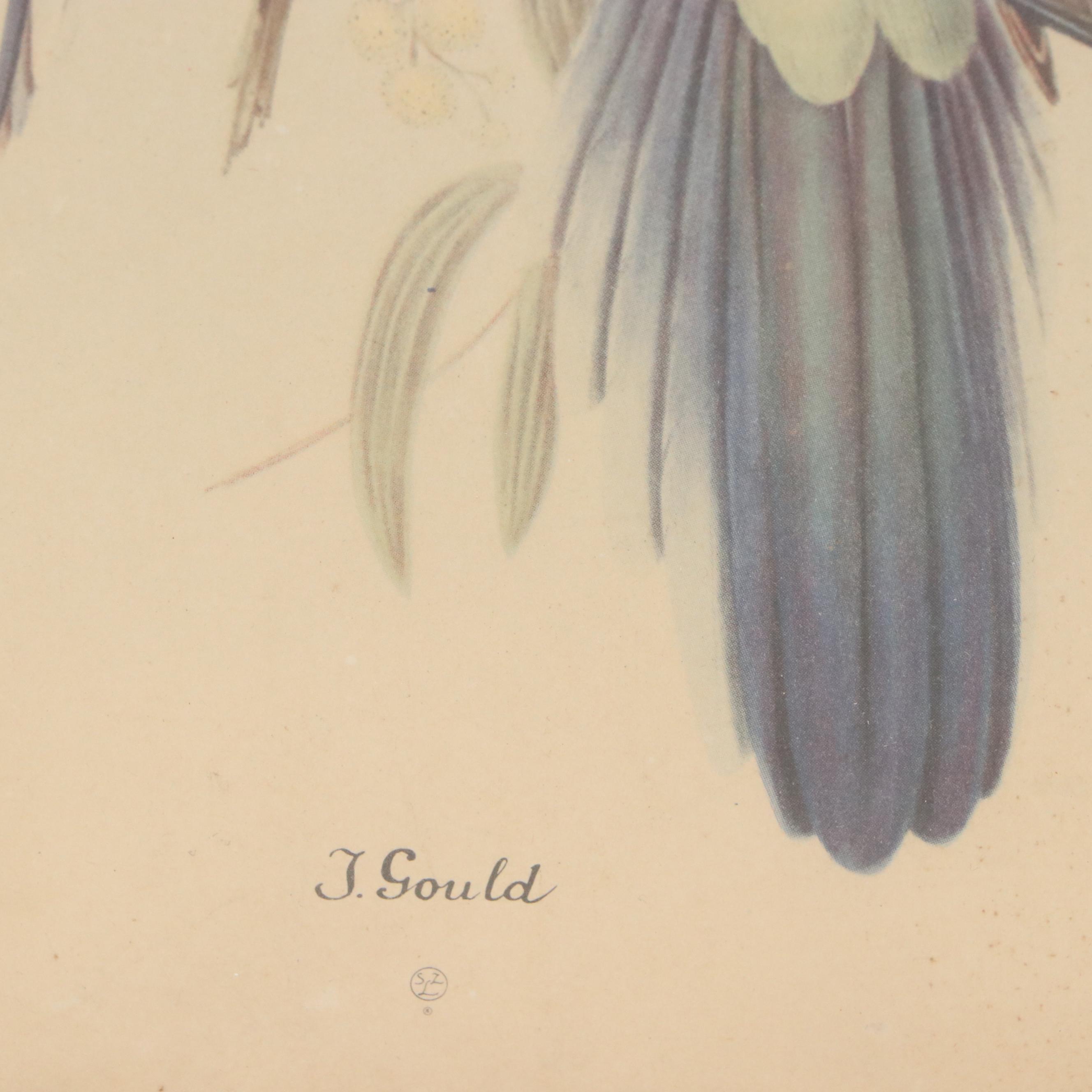 Ornithological Offset Lithographs After John James Audubon and John Gould