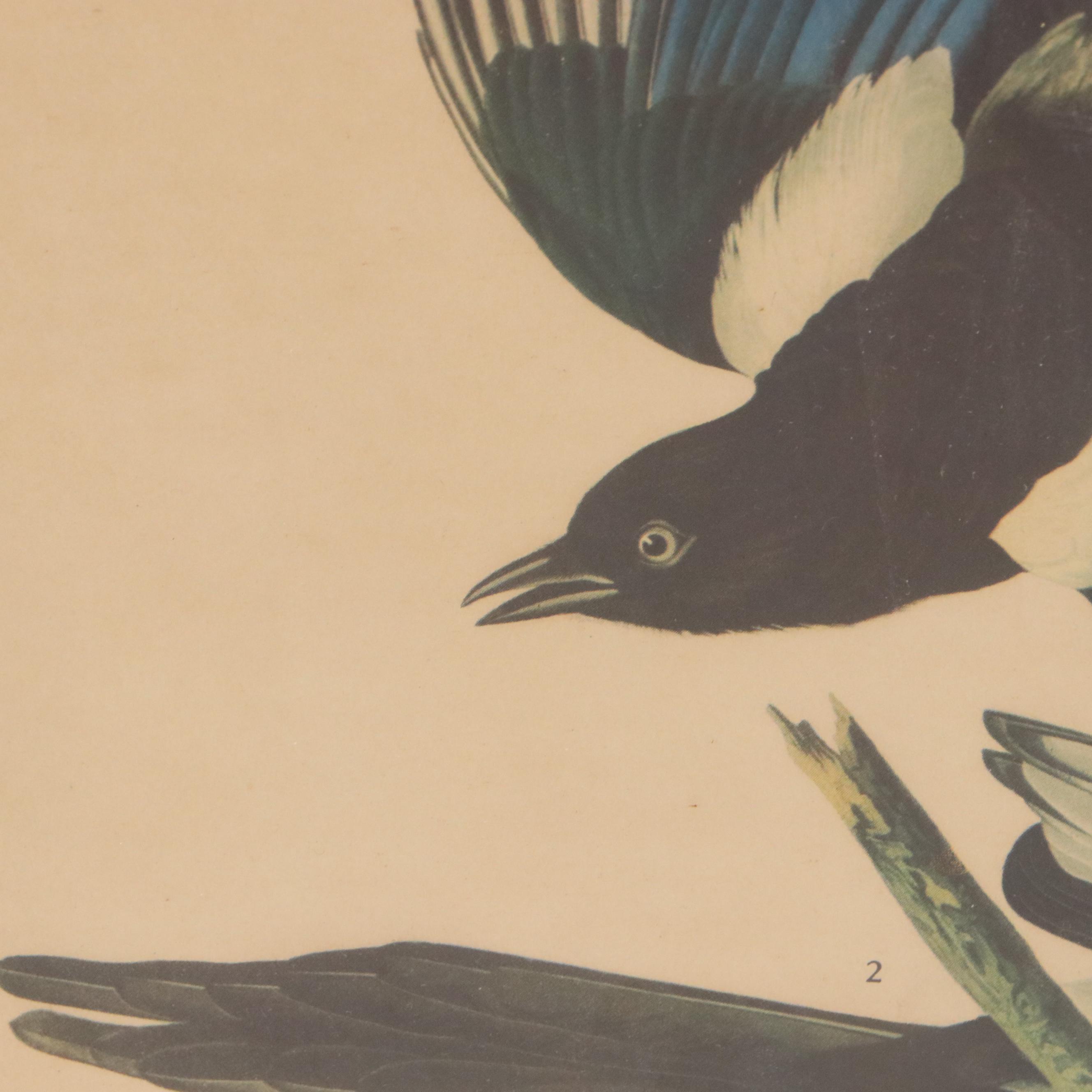 Ornithological Offset Lithographs After John James Audubon and John Gould