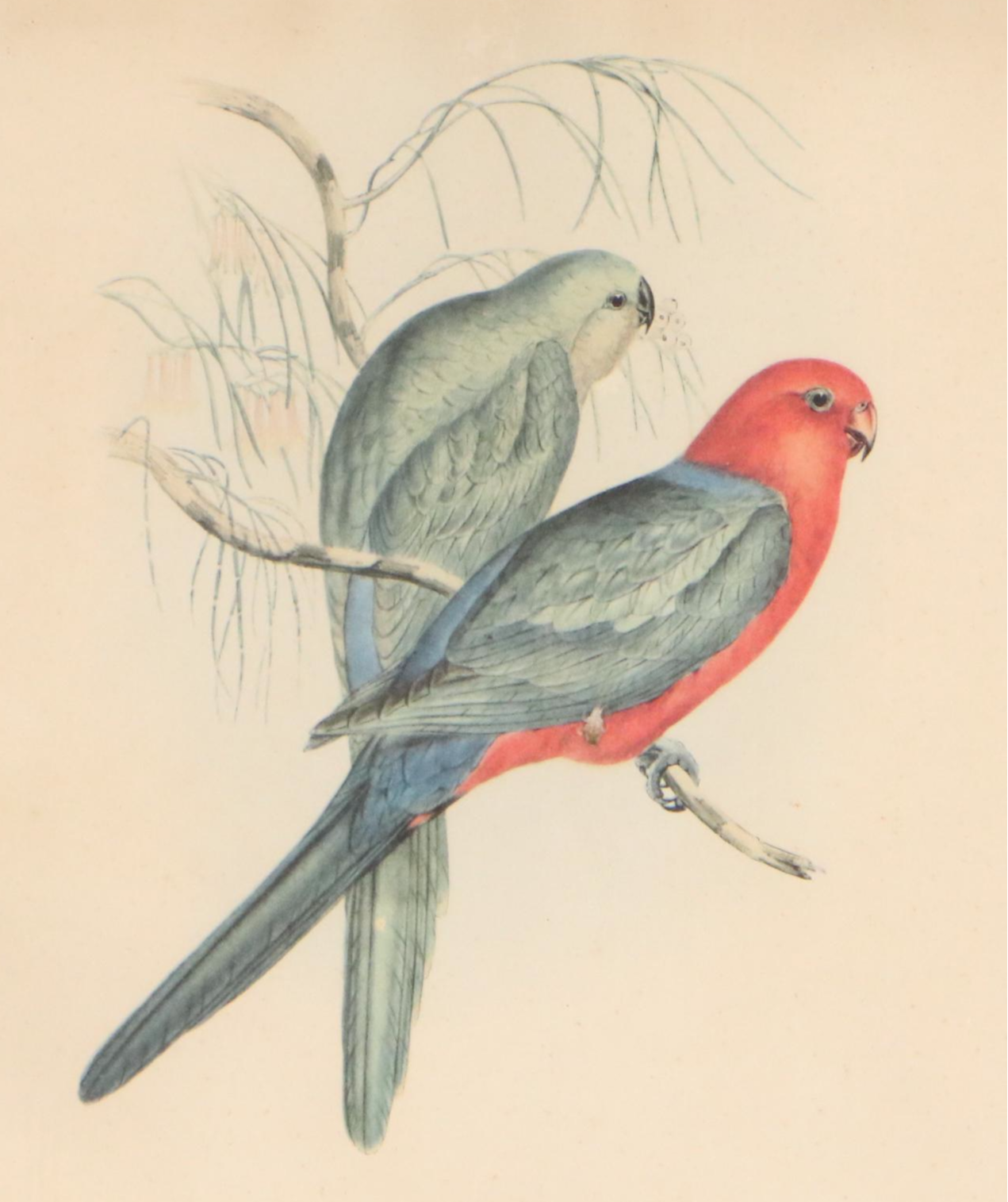 Ornithological Offset Lithographs After John James Audubon and John Gould
