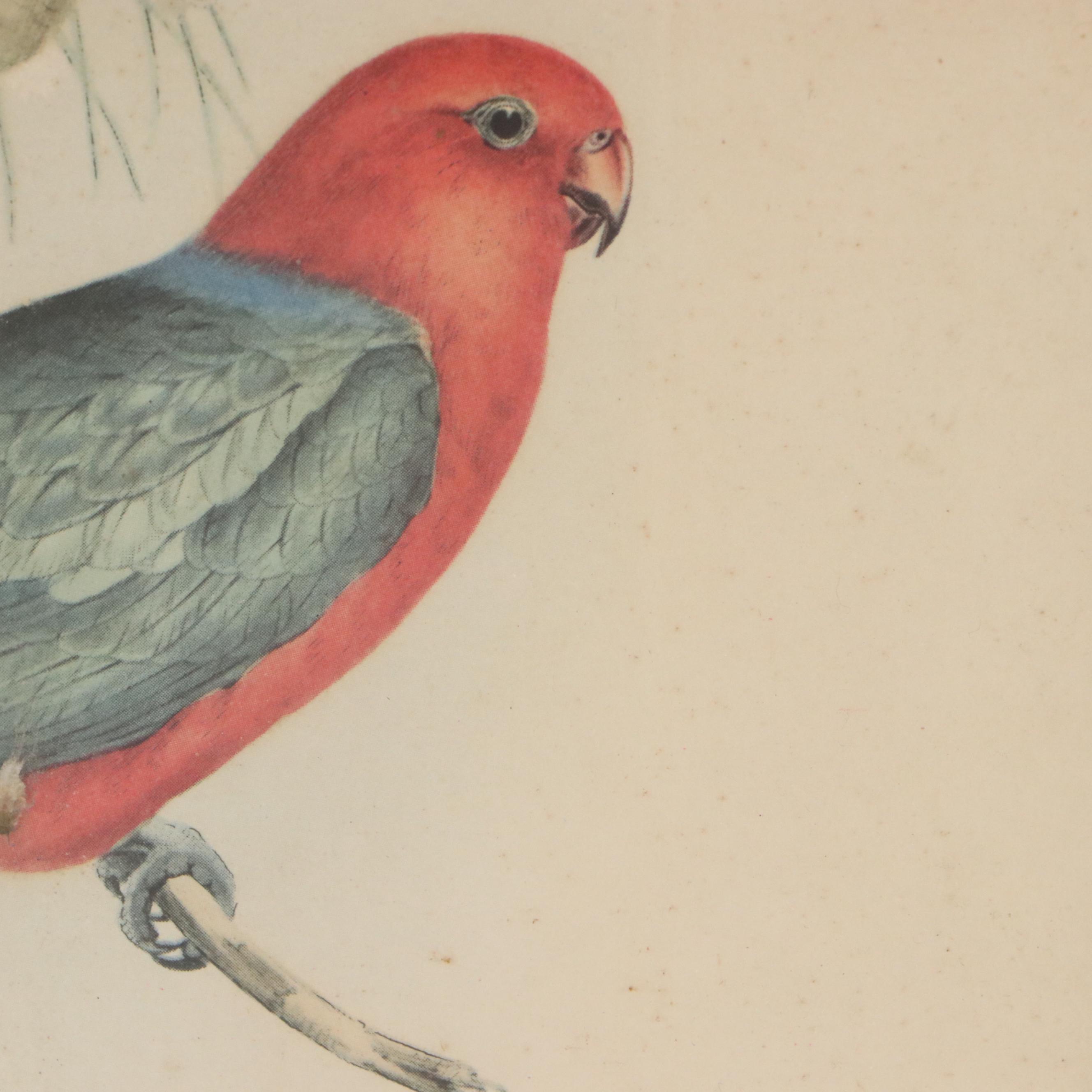Ornithological Offset Lithographs After John James Audubon and John Gould