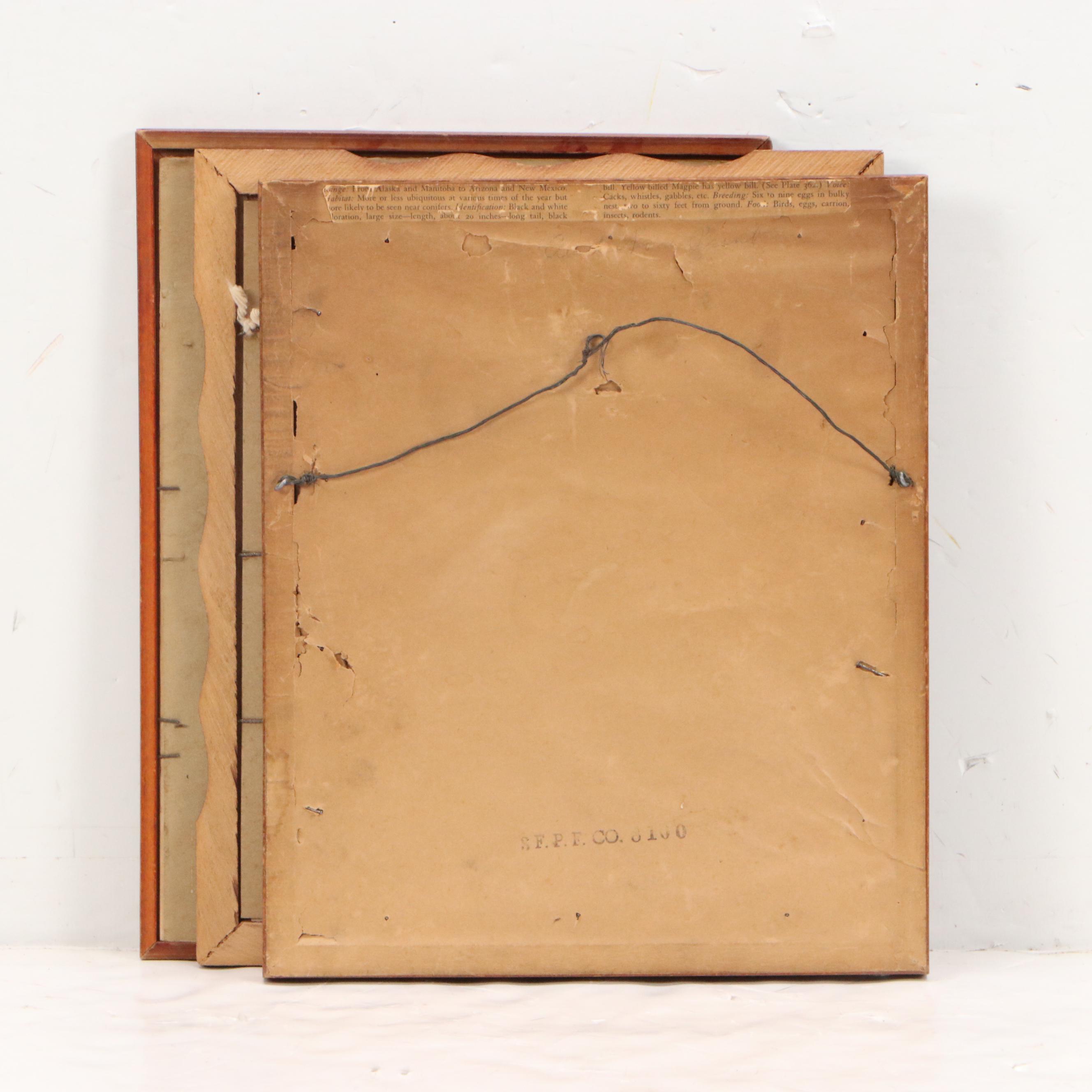 Ornithological Offset Lithographs After John James Audubon and John Gould