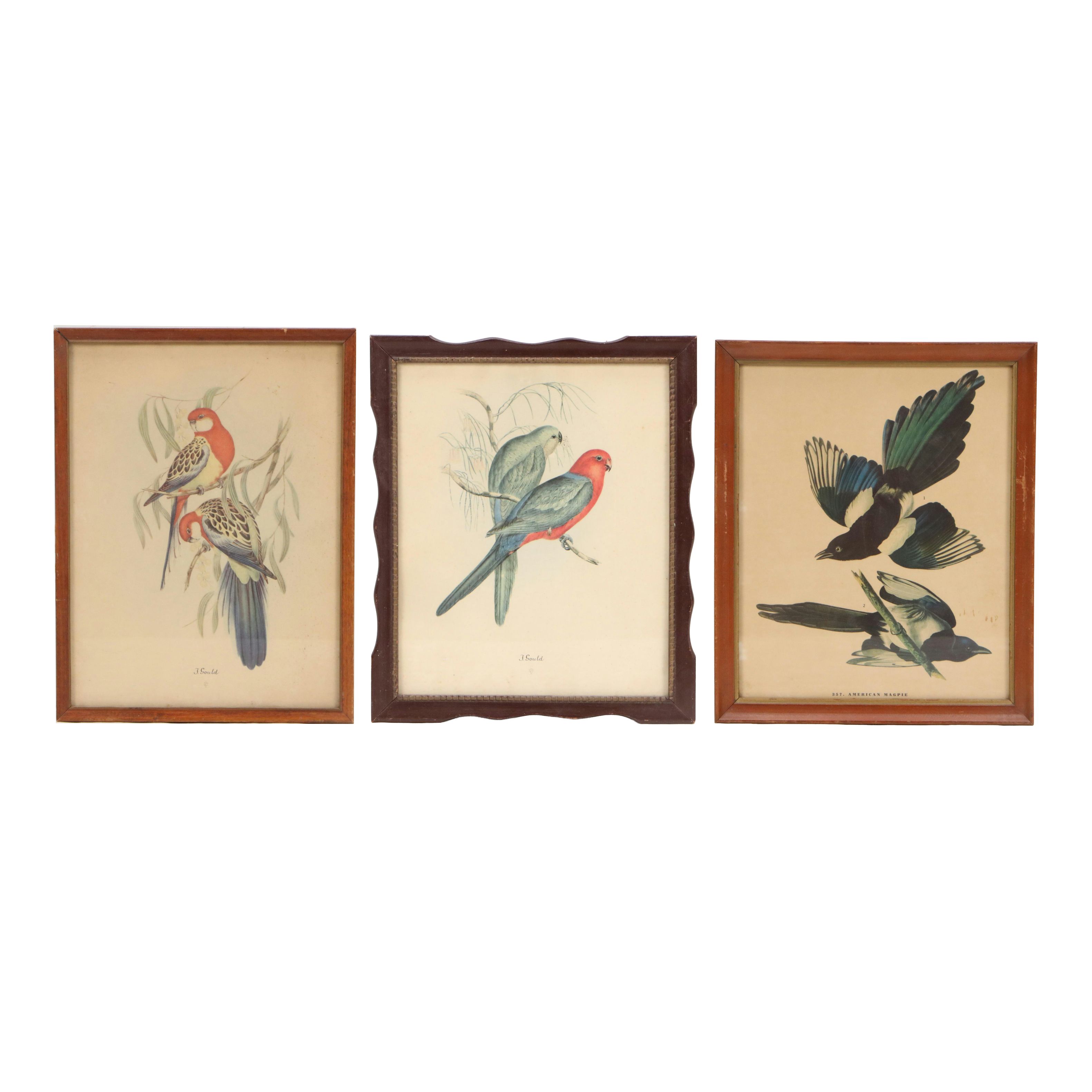 Ornithological Offset Lithographs After John James Audubon and John Gould