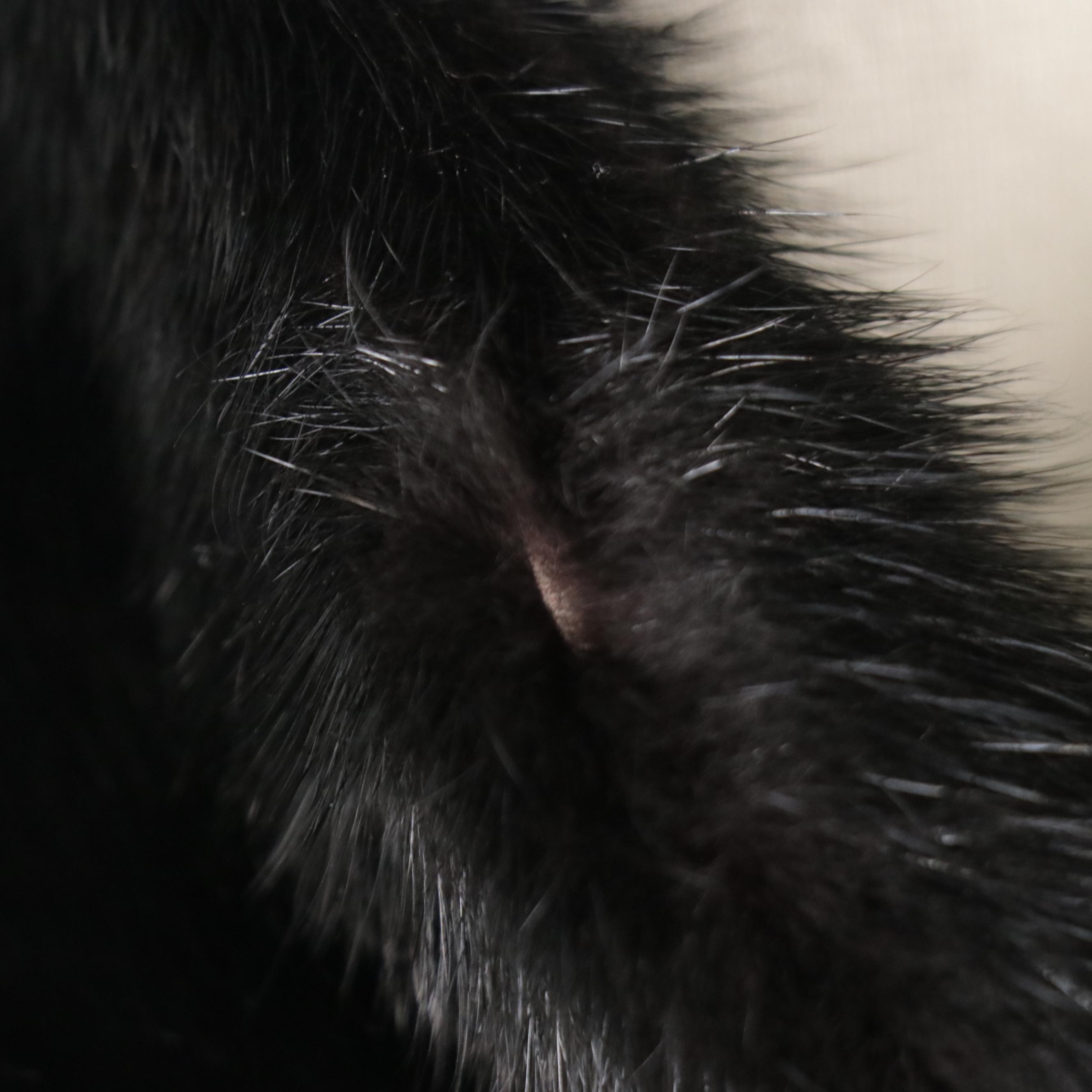 Vintage Black Dyed Mink Fur Coat with Collar