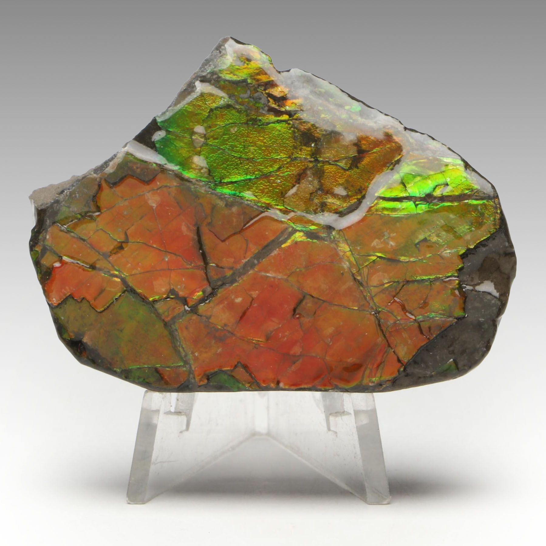 Ammolite Specimen