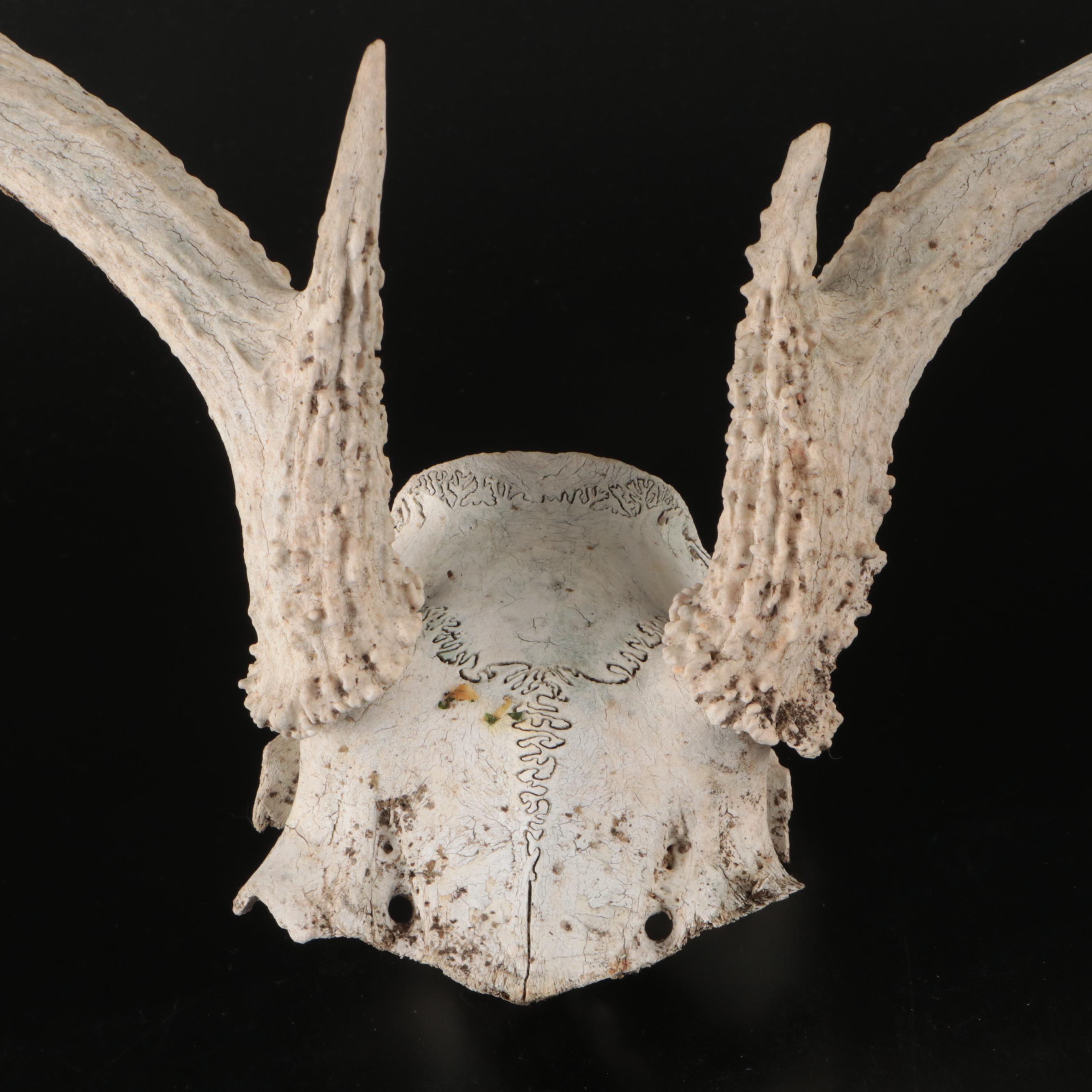 White-Tailed Deer Antlers with Partial Skullcaps